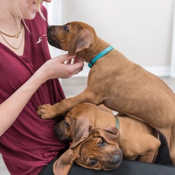 TRIXIE Hunde-Halsband Welpen - Halsbänder - zur Unterscheidung im Wurf, Nylon, zur Gewöhnung der Welpen an ein Halsband