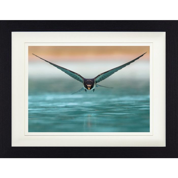 1art1 Bild mit Rahmen Vögel - Schwalbe Im Gleitflug Über Der Wasser-Oberfläche