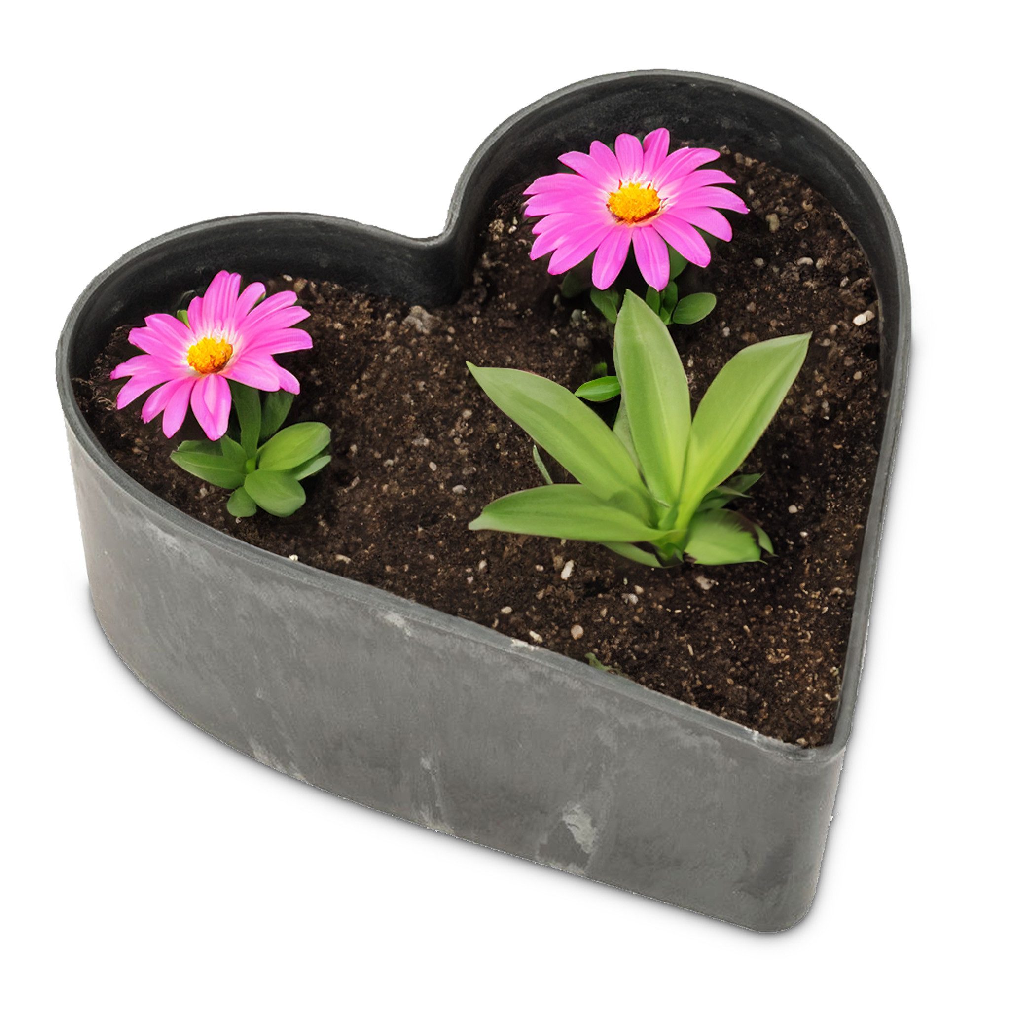 matches21 HOME & HOBBY Blumentopf Herz günstig online kaufen