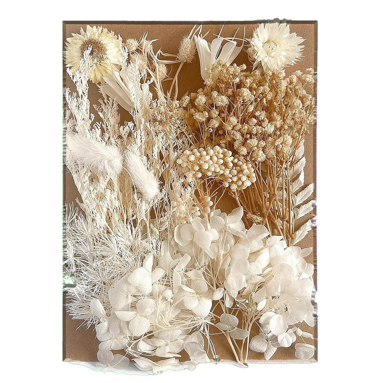 Trockenblume Trockenblumen-Set Weiss DIY Deko, LuxusKollektion, Höhe 1 cm