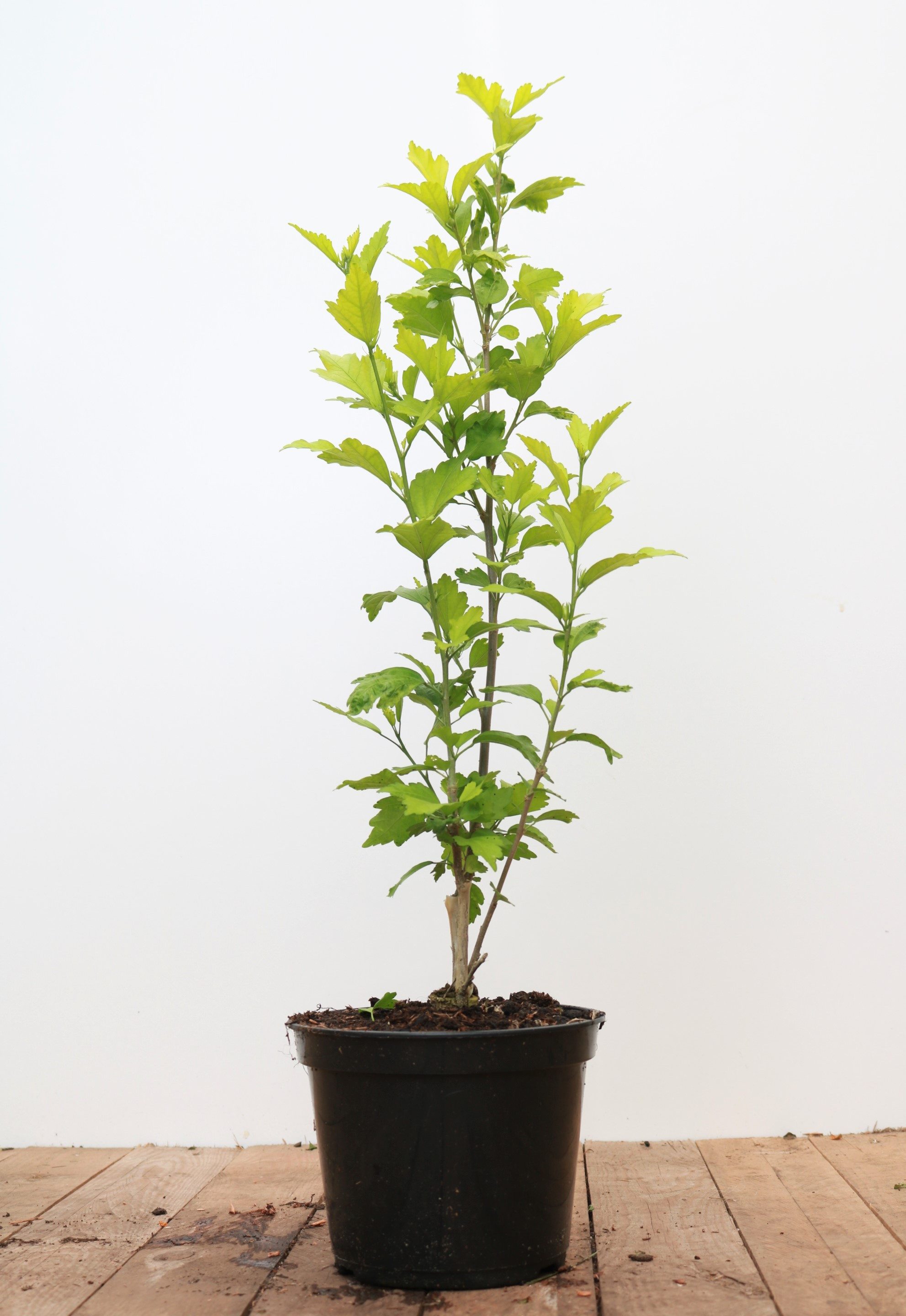 Pflanzen für Dich Gehölze Hibiscus syriacus Aphrodita, 1 St., Garten-Eibisch, Straucheibisch