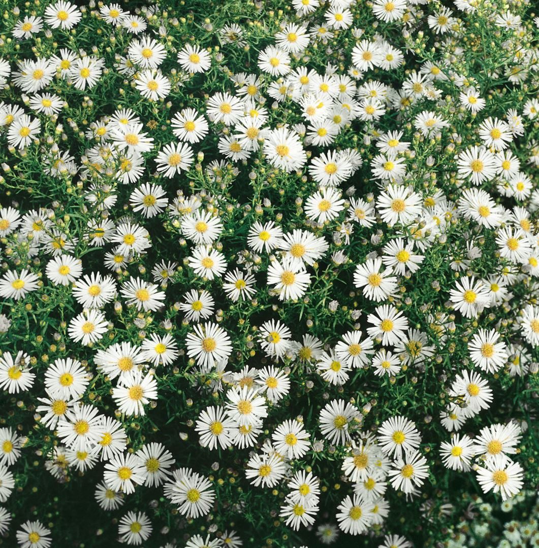 Pflanzen für Dich Staude Aster ericoides Herbstmyrthe, 1 St., Heideaster, Myrtenaster