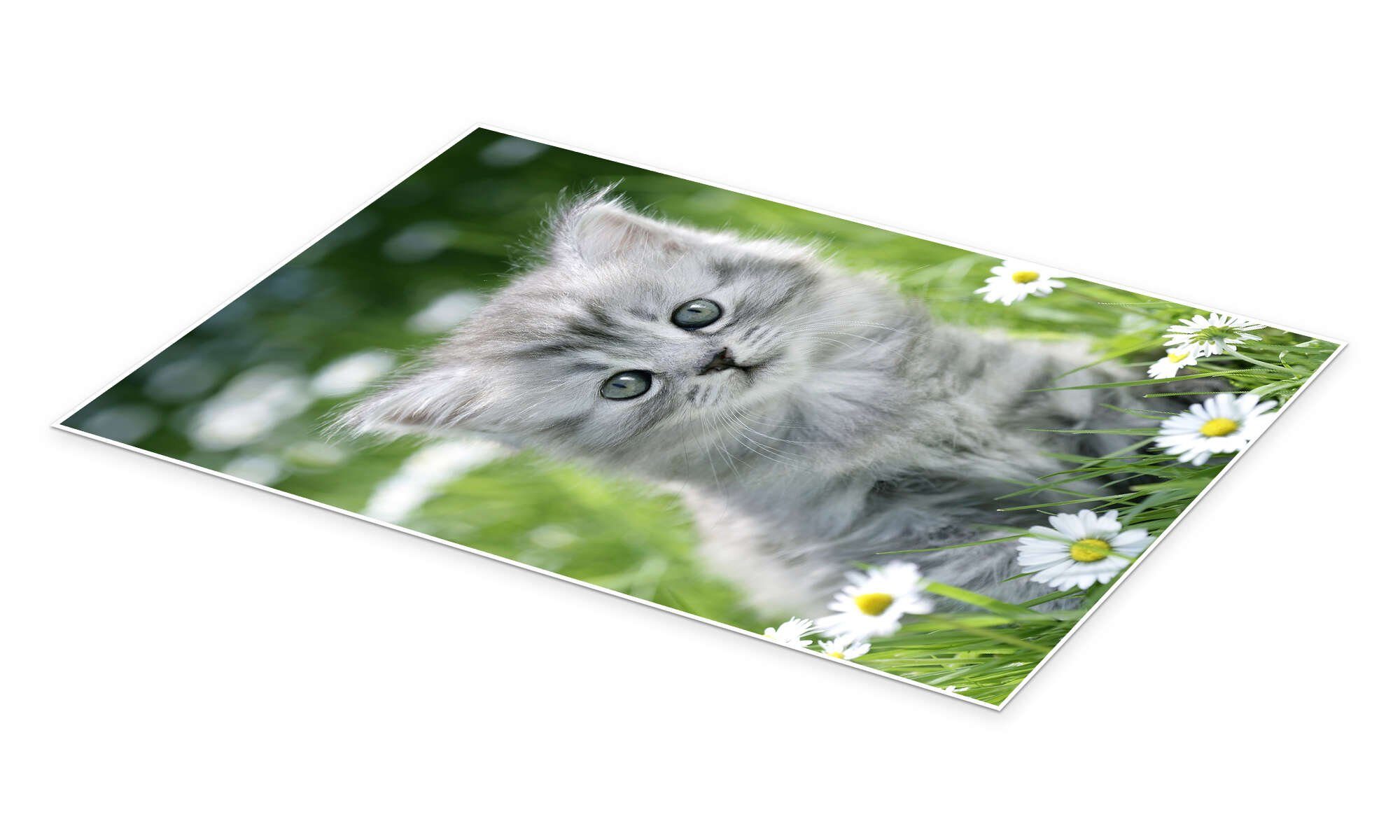 Posterlounge Wandbild graues Kätzchen, Greg Cuddiford, günstig online kaufen