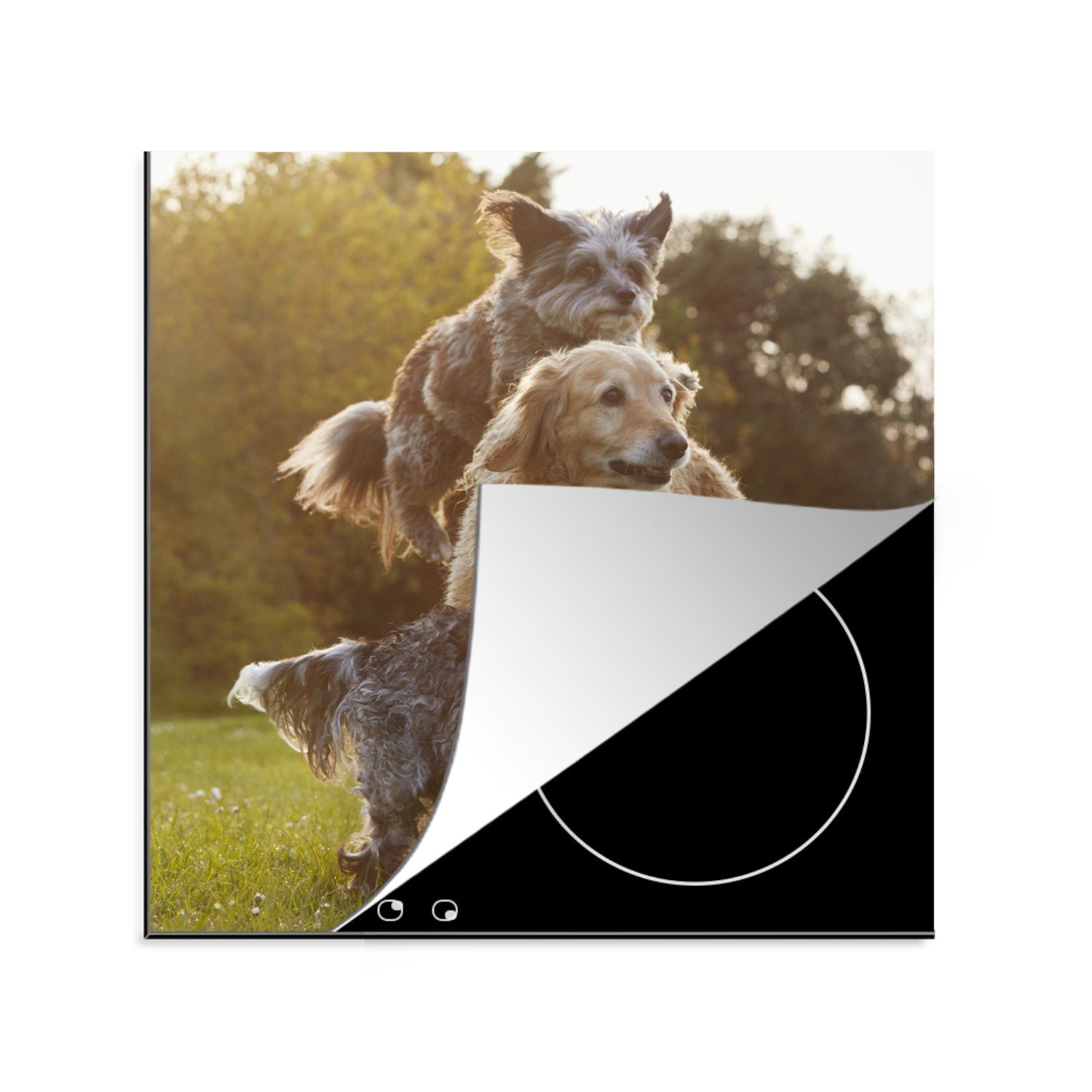 MuchoWow Herdblende-/Abdeckplatte Hunde - Park - Sonne, Vinyl, (1 tlg), 78x78 cm, Ceranfeldabdeckung, Arbeitsplatte für küche