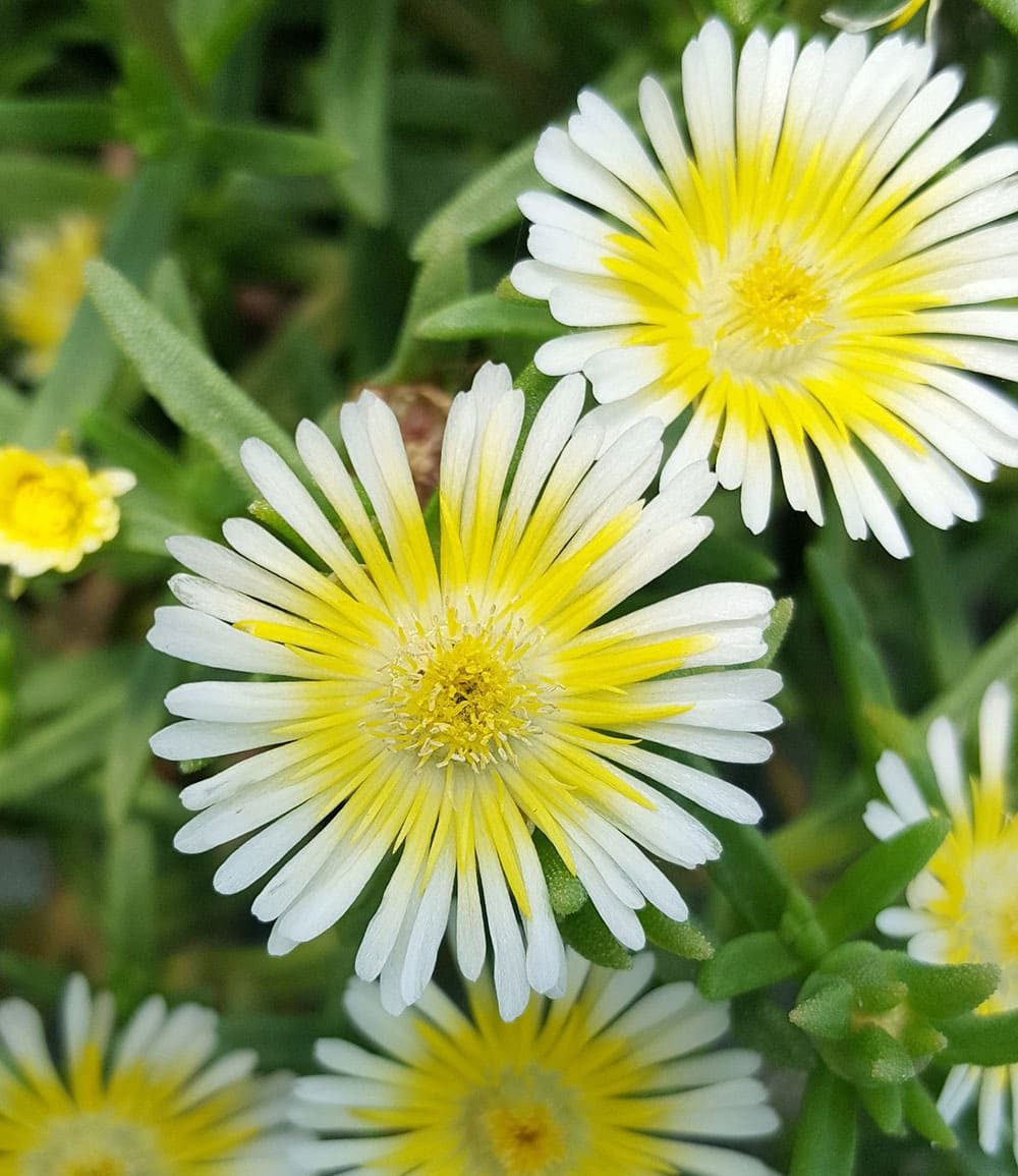 BALDUR Garten Bodendecker Winterharte Eisblumen 'Summer Mix', 3 St., Mittagsblume, reichblühend, winterhart, mehrjährig, pflegeleicht