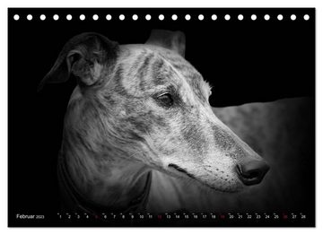 CALVENDO Wandkalender Galgo Español - der spanische Windhund 2023 (Tischkalender 2023 DIN A5 quer)