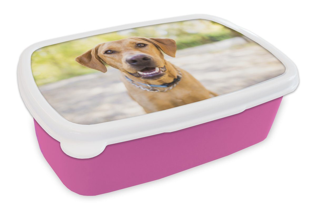 MuchoWow Lunchbox Labrador Retriever draußen, Kunststoff, (2-tlg), Brotbox für Erwachsene, Brotdose Kinder, Snackbox, Mädchen, Kunststoff rosa