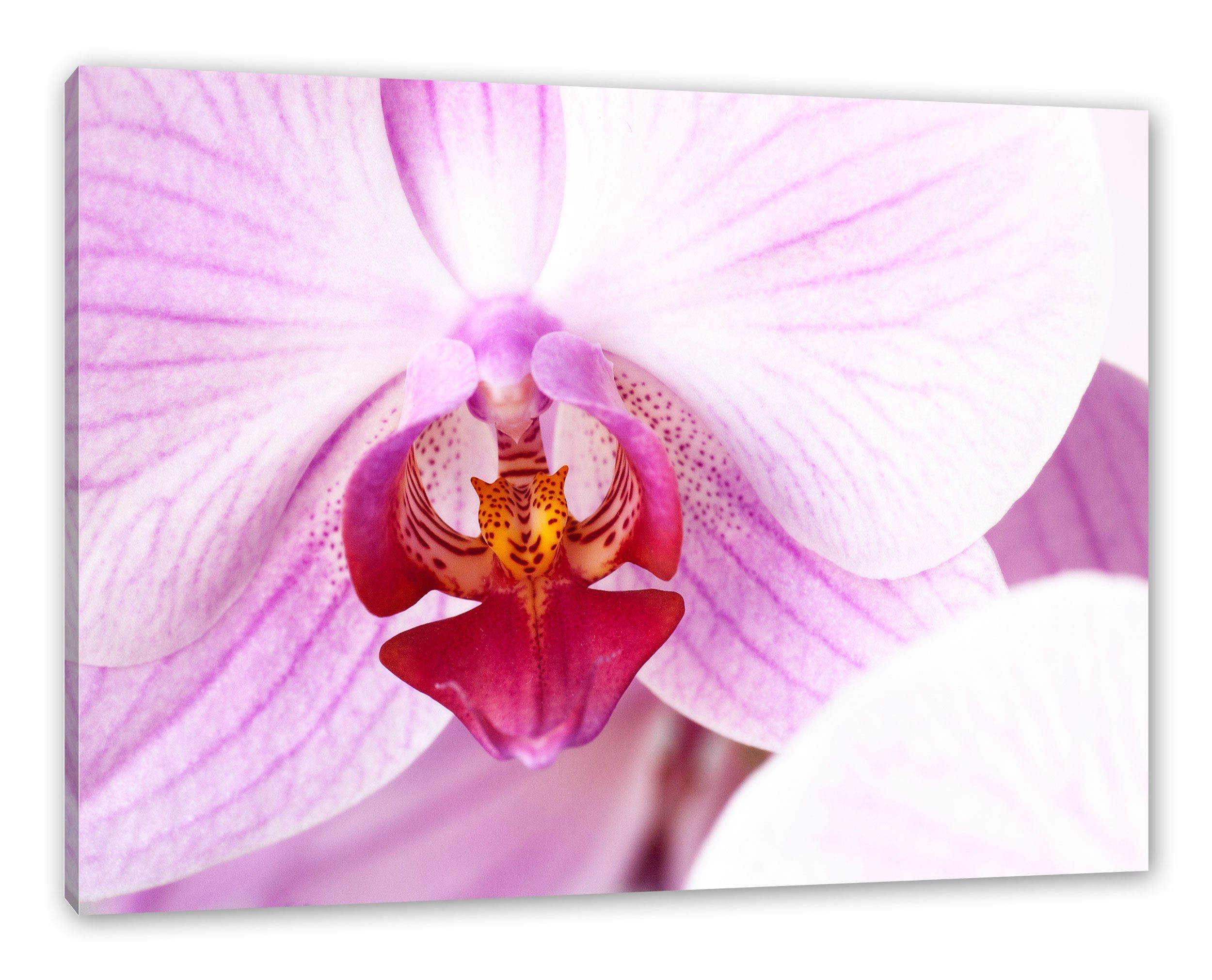 Pixxprint Leinwandbild Prächtige Rosa Orchidee, Prächtige Rosa Orchidee (1 St), Leinwandbild fertig bespannt, inkl. Zackenaufhänger | Leinwandbilder