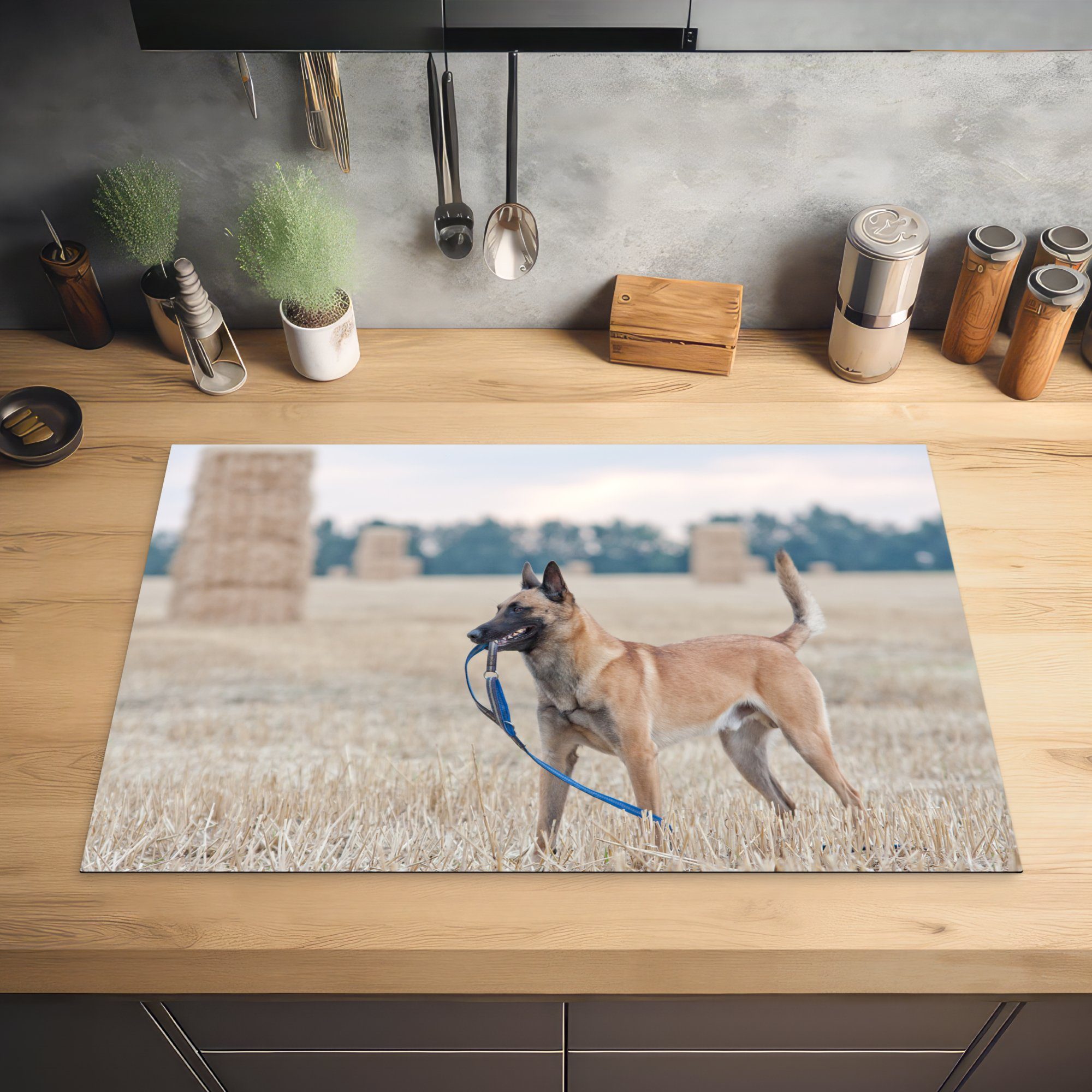 die einer Herdblende-/Abdeckplatte Vinyl, MuchoWow küche, cm, tlg), zwischen 81x52 für Induktionskochfeld Ceranfeldabdeckung Malinois-Schäferhund Heuballen Wiese, auf Schutz (1 Ein den