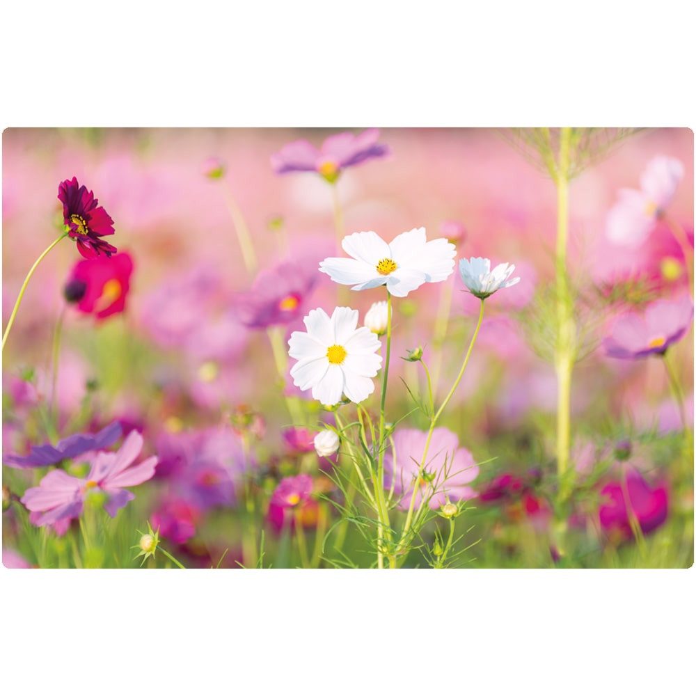 matches21 HOME & HOBBY Platzset Abwaschbare Tischsets 6er Set Blumen-Wiese günstig online kaufen