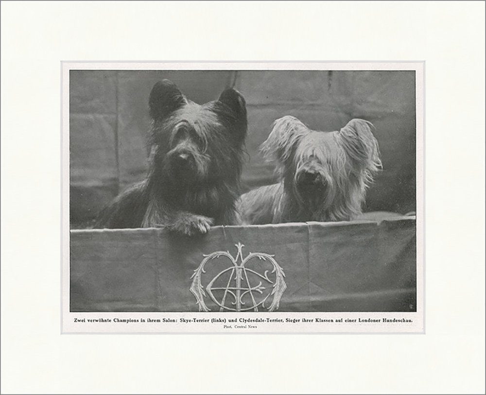 Kunstdruck Zwei verwöhnte Champions in ihrem Salon Hunde London Terrier F_Vintage