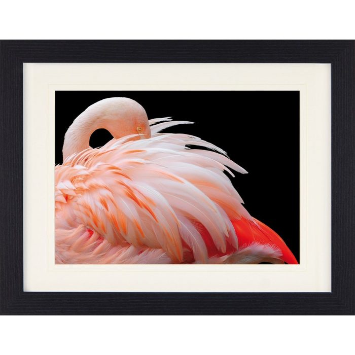 1art1 Bild mit Rahmen Flamingos - Flamingo Mit Schönen Federn