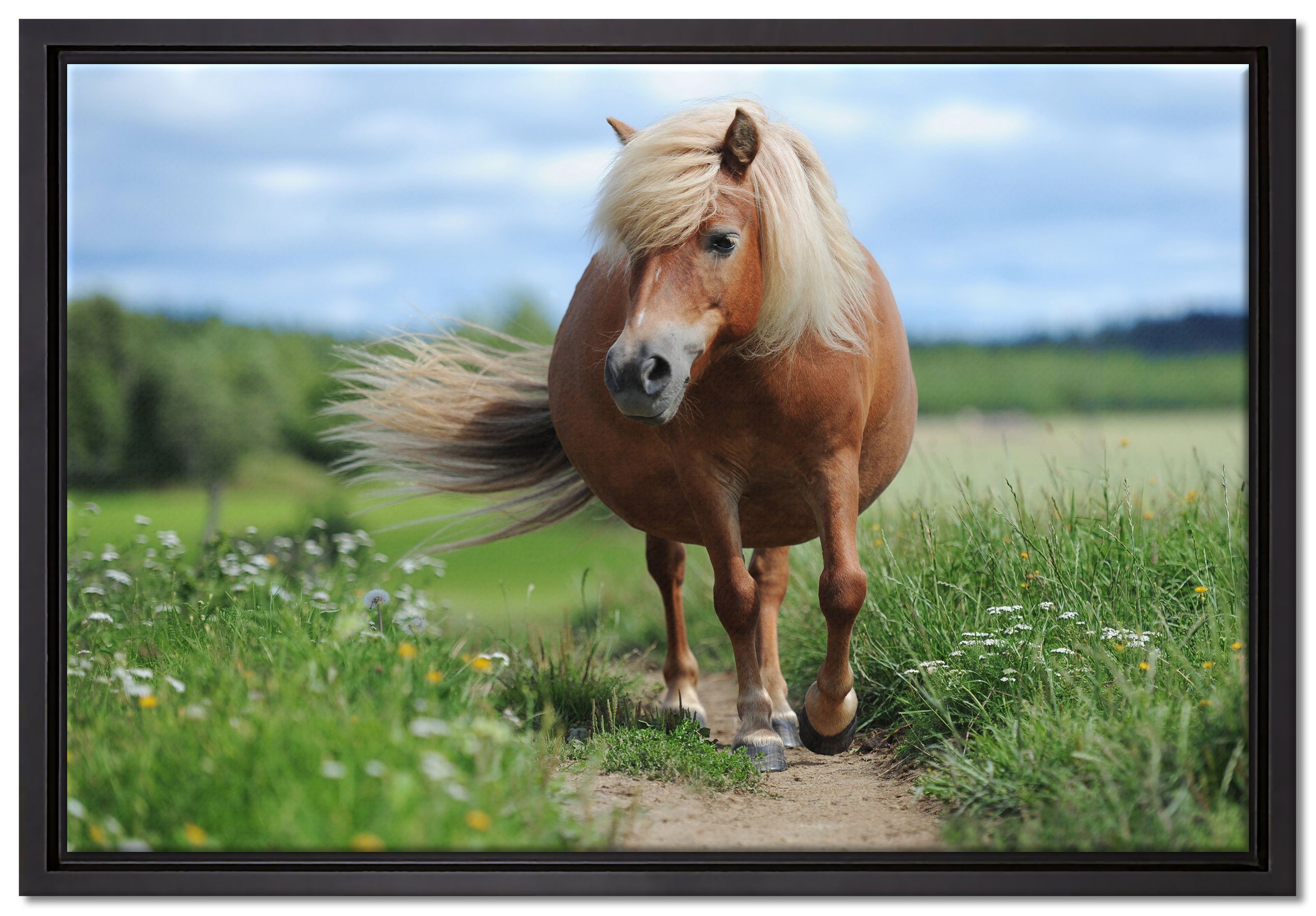 Shetlandpony inkl. auf (1 fertig Schattenfugen-Bilderrahmen Pixxprint Leinwandbild in Wiese, St), gefasst, Zackenaufhänger einem bespannt, der Wanddekoration Leinwandbild