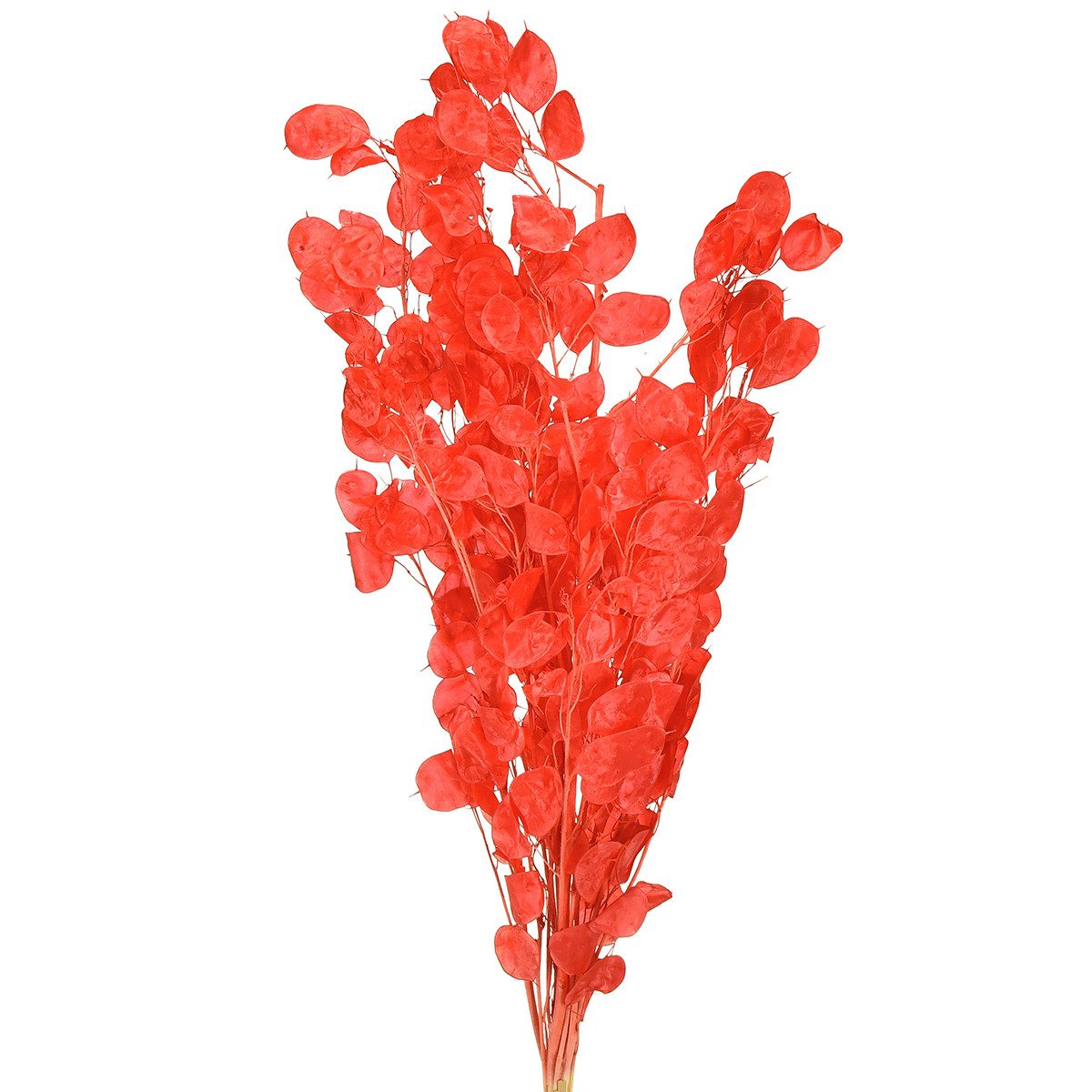 Trockenblume Silberblatt Getrocknet Rot Lunaria 65-70cm Trockenblumen Deko, Florists Products, Höhe 70 cm