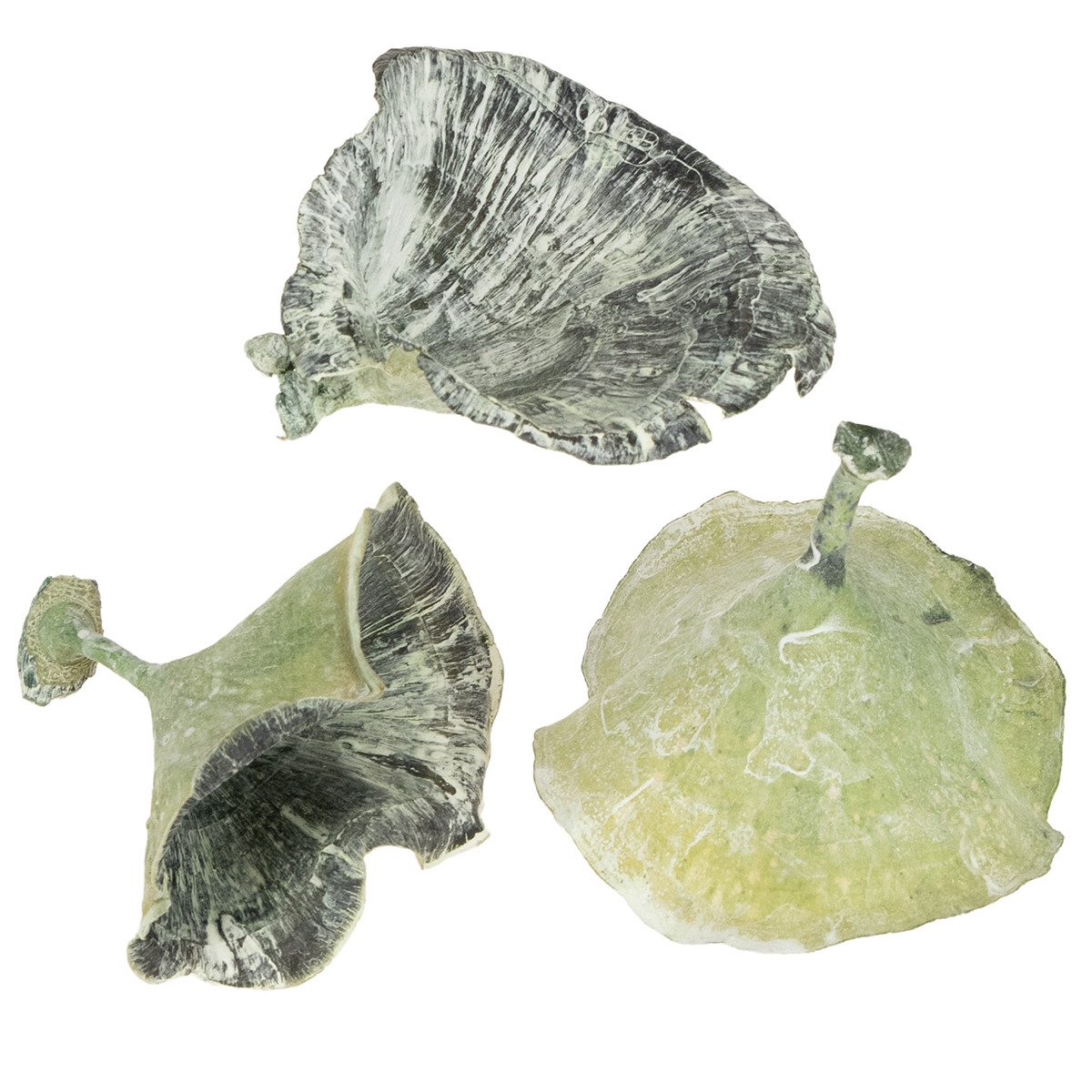 Trockenblume Kalix Pilz Grün, Weiß gewaschen, 100 St - Trockenfloristik, 100 Stück, Florists Products, Höhe 6 cm