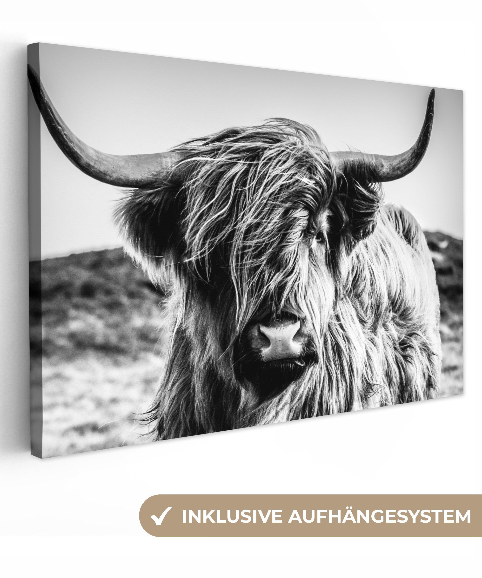 OneMillionCanvasses® Leinwandbild Schottischer Highlander - Natur günstig online kaufen