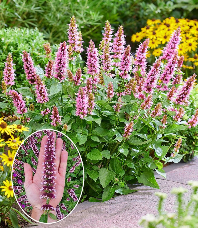 BALDUR Garten Staude Agastache 'Beelicious® Pink', 2 St., reichblühend, lange Blütezeit