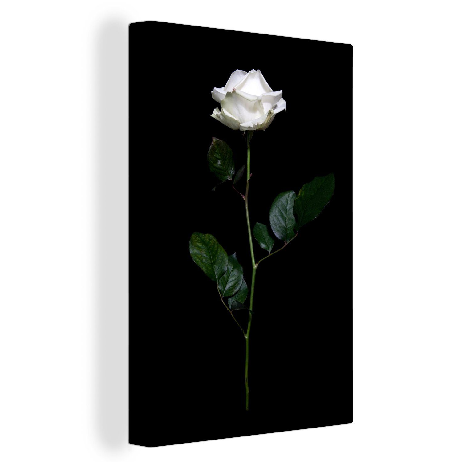 OneMillionCanvasses® Leinwandbild Nahaufnahme einer aufrechten weißen Rose, (1 St), Leinwandbild fertig bespannt inkl. Zackenaufhänger, Gemälde, 20x30 cm