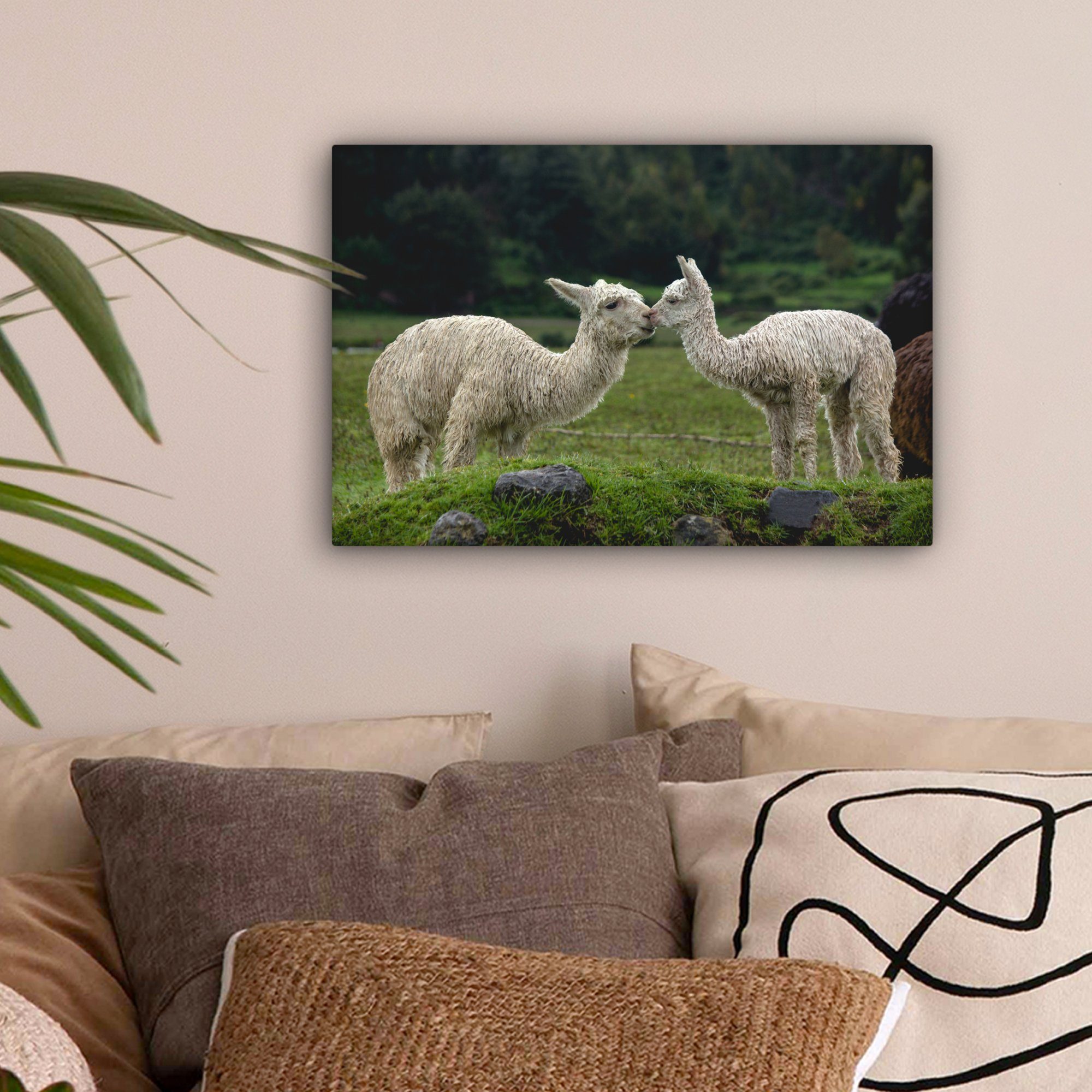 Leinwandbilder, Alpaka (1 cm - Wandbild 30x20 Pflanzen, Aufhängefertig, Leinwandbild Wanddeko, OneMillionCanvasses® Kissen - St),