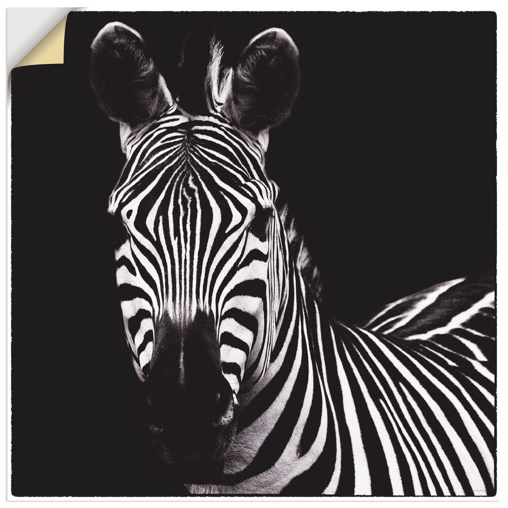 Artland Wandbild versch. Poster in als Zebra Leinwandbild, Größen Wandaufkleber St), Wildtiere oder (1 II