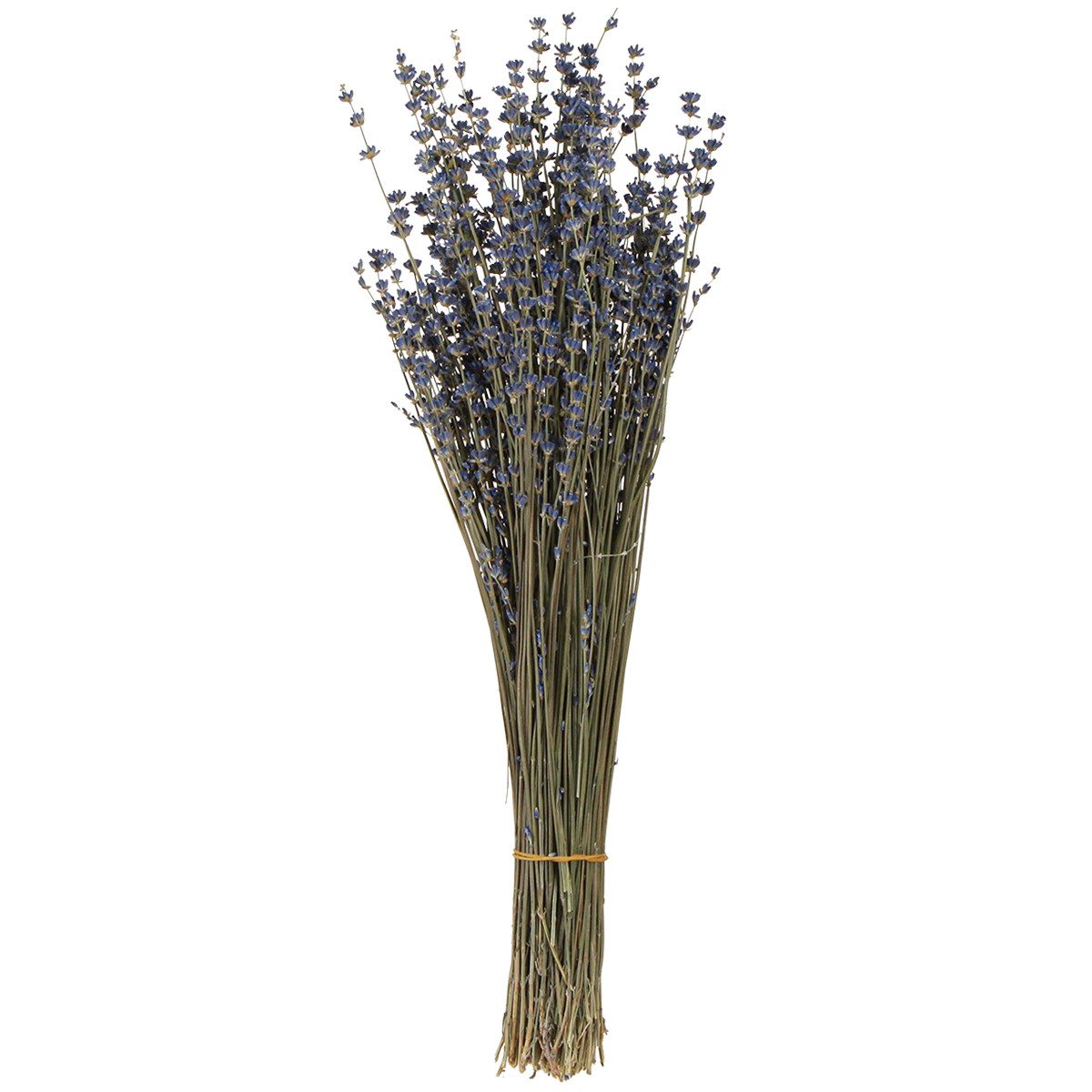 Trockenblume Lavendel Trockenblumen Deko 100g 40cm Shabby Chic, Viana, Höhe 40 cm