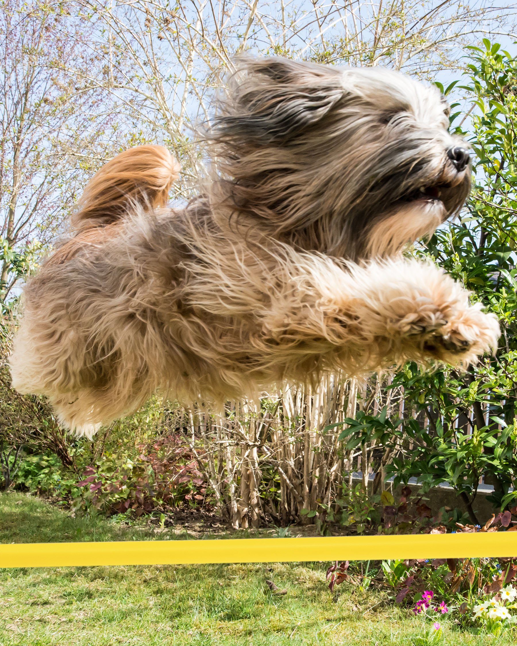 Superhund Hürde Kegelhürde 30 mit Stange 100 cm Farbe Orange