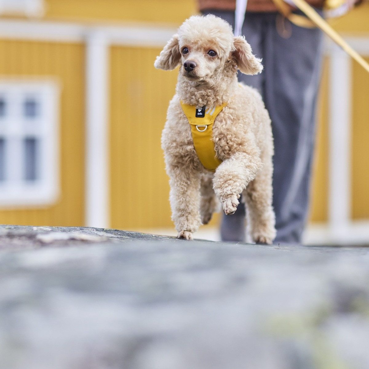 HURTTA Hunde-Geschirr Hundegeschirr Seeker Harness honey