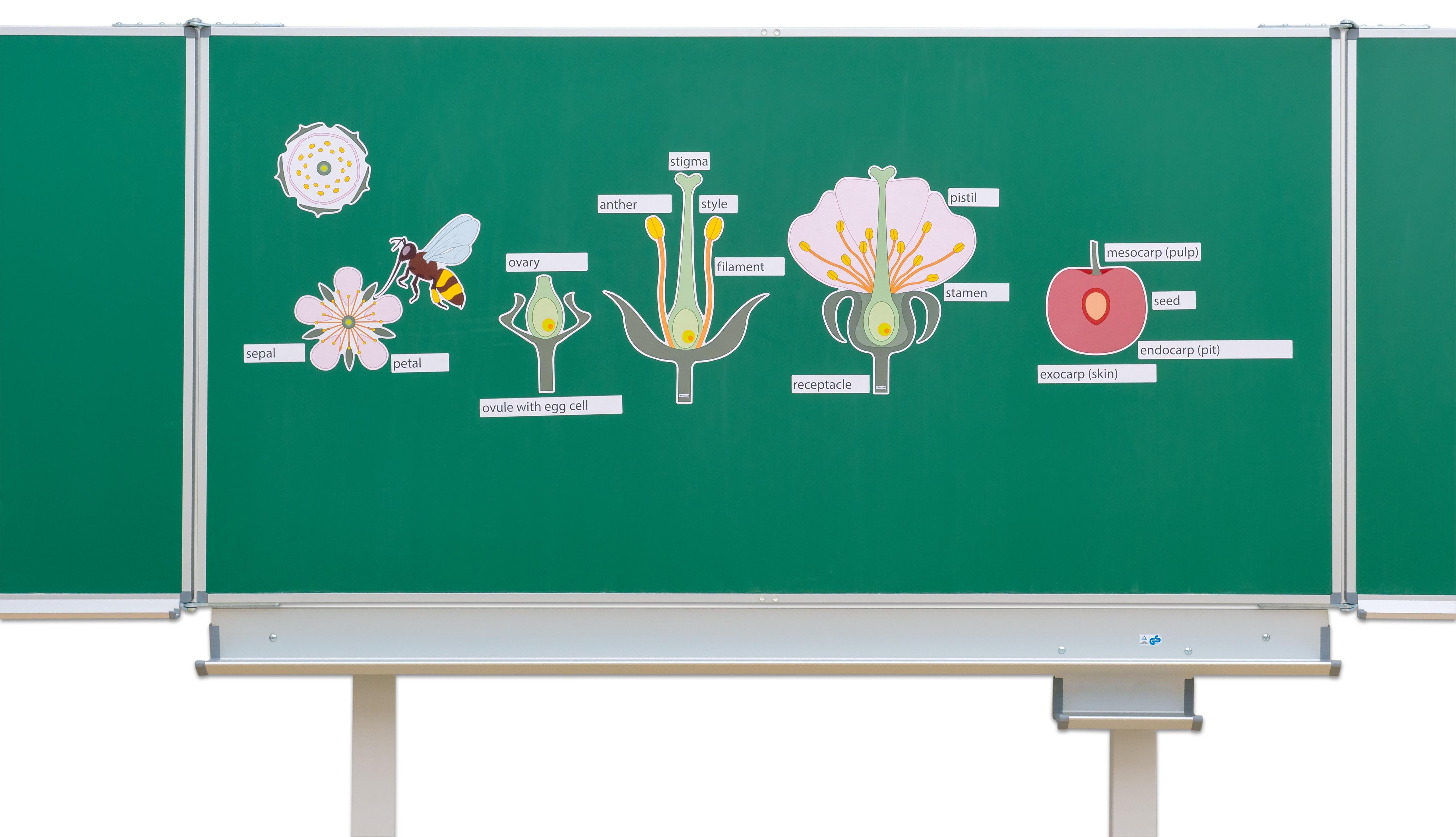 Betzold Magnet Tafelmaterial „Von der Kirschblüte bis zur Frucht“