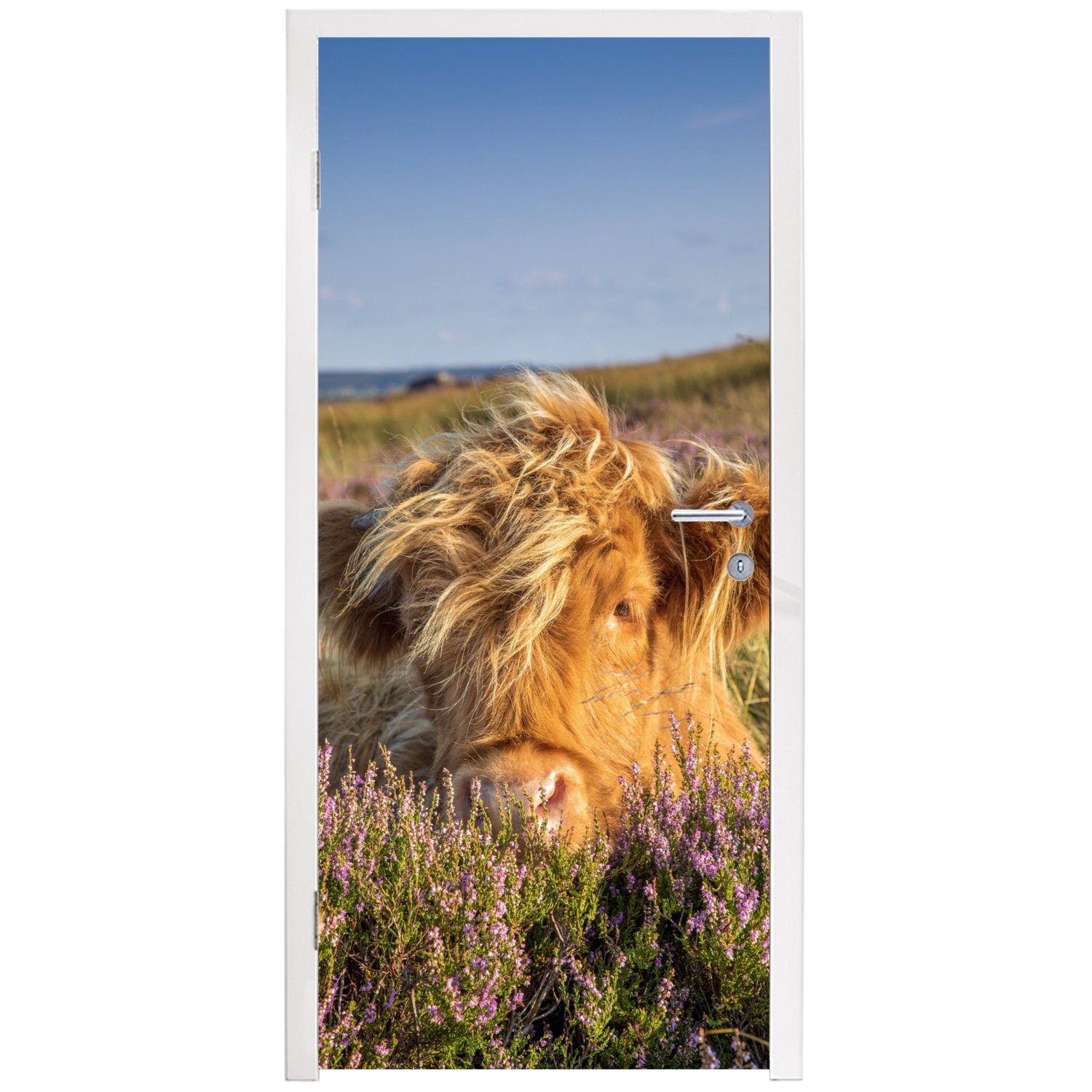 Fototapete St), Tiere, MuchoWow - Tür, Highlander Türaufkleber, (1 - Türtapete Heide Schottische Gras Matt, cm bedruckt, für - 75x205