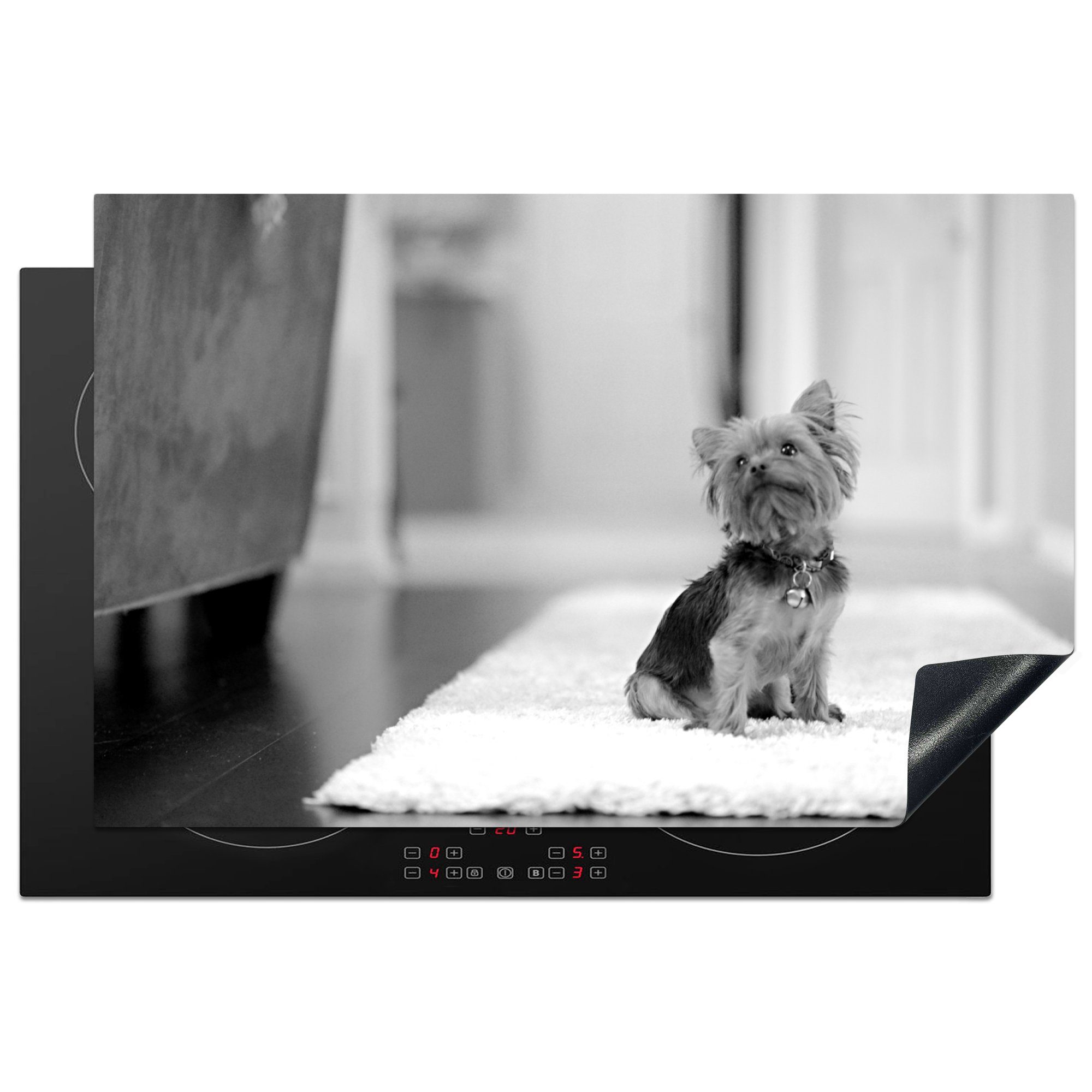 MuchoWow Herdblende-/Abdeckplatte Ein kleiner Yorkshire Terrier sitzt auf einem Teppich - schwarz und, Vinyl, (1 tlg), 81x52 cm, Induktionskochfeld Schutz für die küche, Ceranfeldabdeckung | Herdabdeckplatten