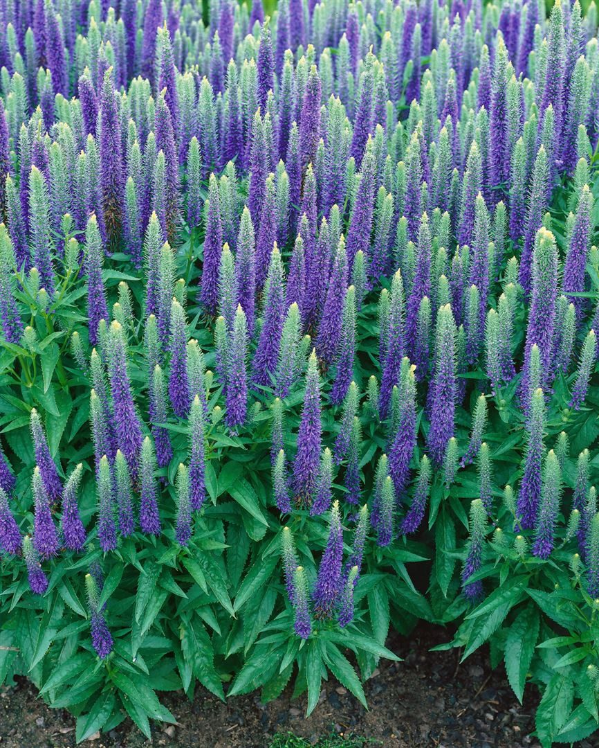 Pflanzen für Dich Staude Veronica spic. Ulster Dwarf Blue, 1 St., Ähriger Ehrenpreis, Ehrenpreis