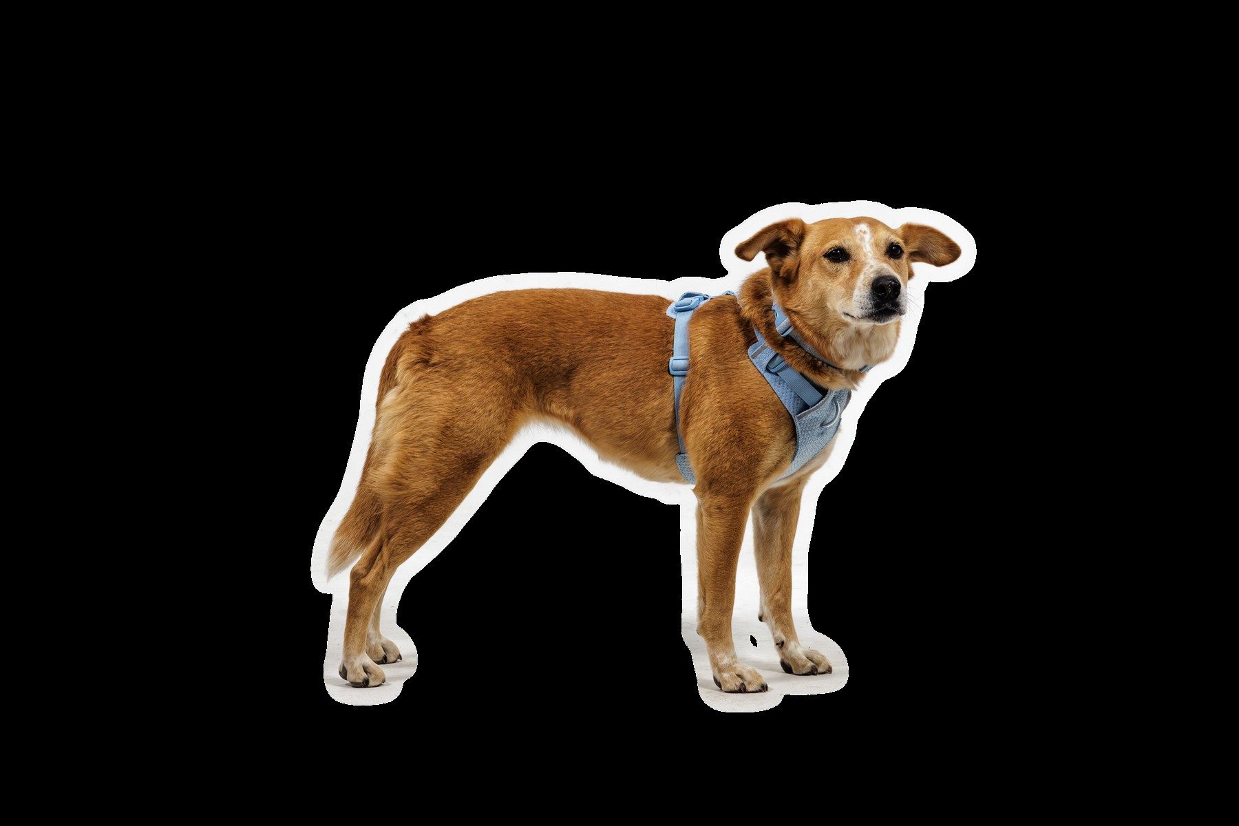 Ruffwear Hunde-Geschirr Front Range Flex Harness