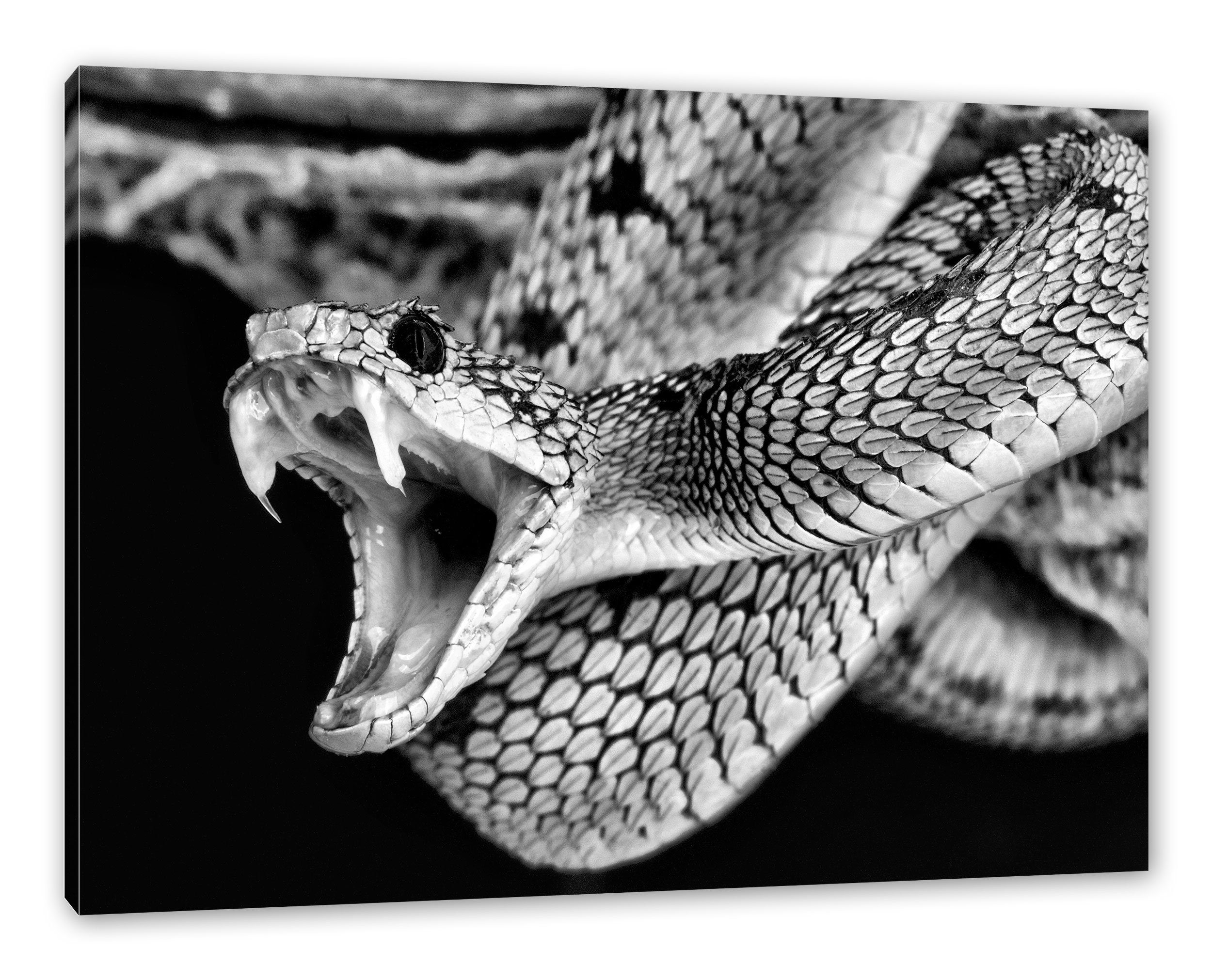 Pixxprint Leinwandbild Giftige grüne Schlange, Giftige grüne Schlange (1 St), Leinwandbild fertig bespannt, inkl. Zackenaufhänger | Leinwandbilder