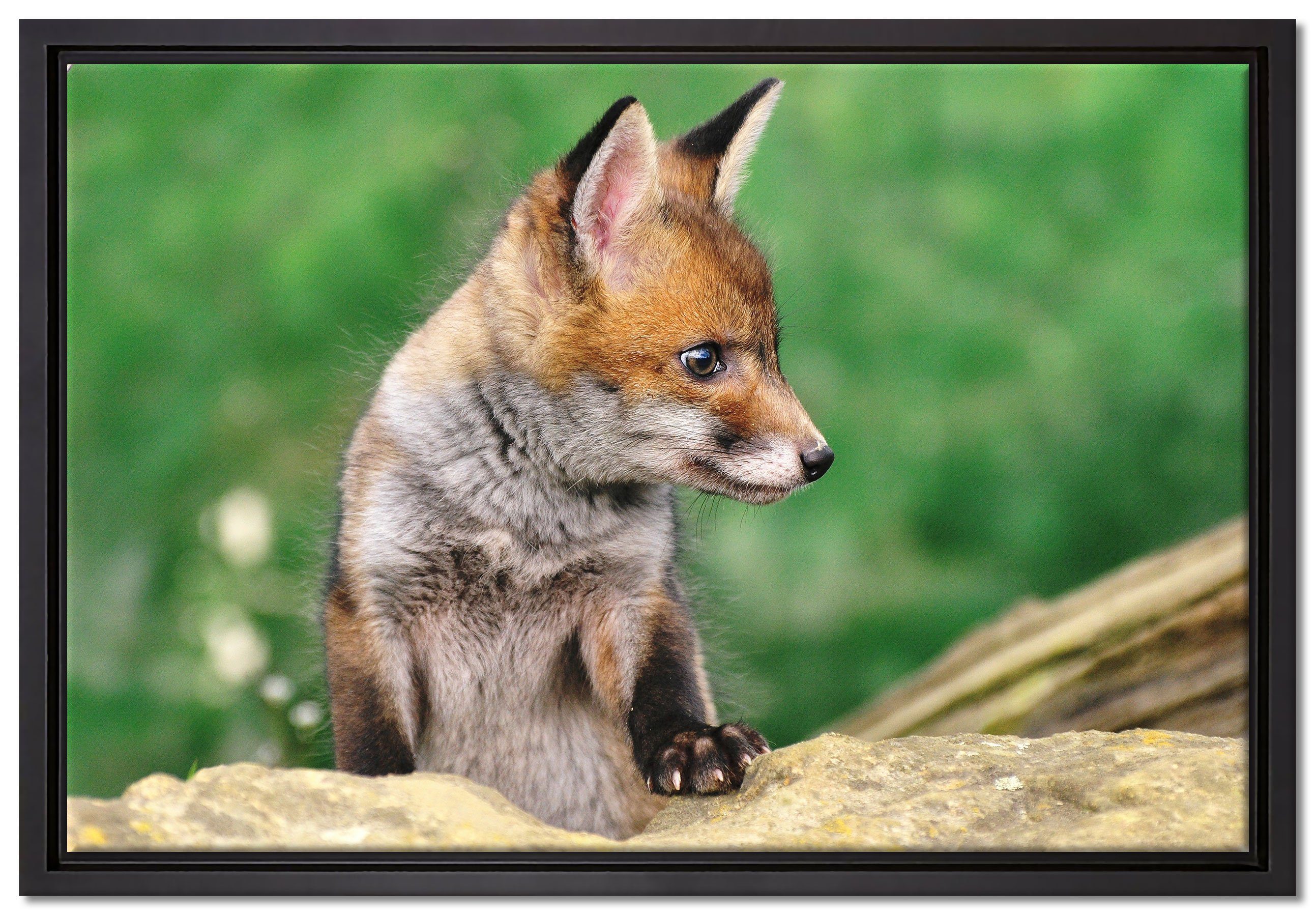 Pixxprint Leinwandbild inkl. (1 junger Zackenaufhänger gefasst, bespannt, Wanddekoration fertig Schattenfugen-Bilderrahmen einem in Leinwandbild Fuchs, St)