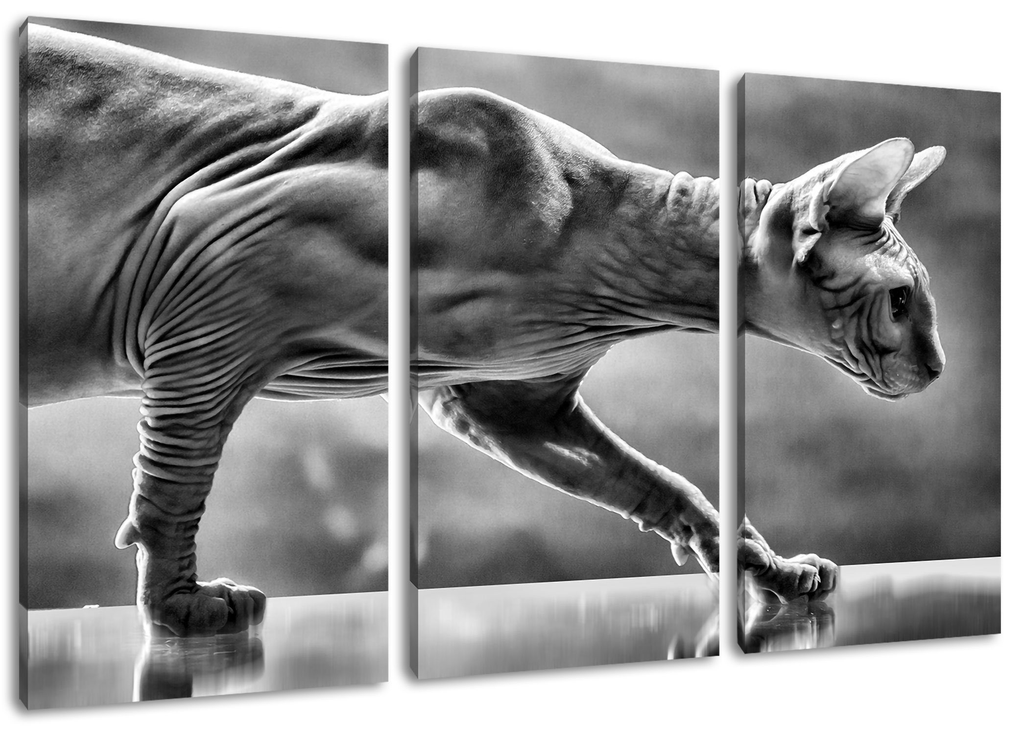 Pixxprint Leinwandbild Einzigartige Sphynx Katze, Einzigartige Sphynx Katze 3Teiler (120x80cm) (1 St), Leinwandbild fertig bespannt, inkl. Zackenaufhänger