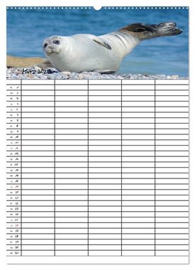 CALVENDO Wandkalender Robben Familienplaner (Premium, hochwertiger DIN A2 Wandkalender 2023, Kunstdruck in Hochglanz)