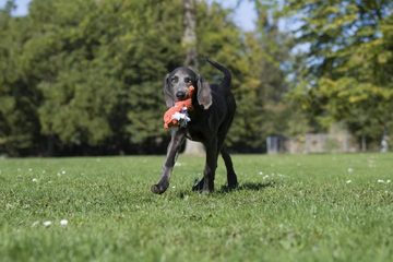 PassionMade Kauspielzeug Laboni Hundespielzeug Kauspielzeug Hunde Welpen Spielzeug 881, (1 Stück), Laboni Hundespielzeug mit Naturfarben eingefärbt