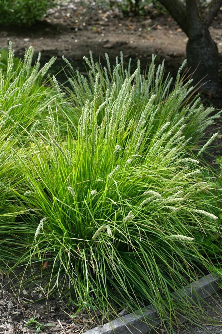 Pflanzen für Dich Gräser Sesleria autumnalis, 1 St., Herbst-Kopfgras, Herbst-Segge, gelbgrün, spätblühend
