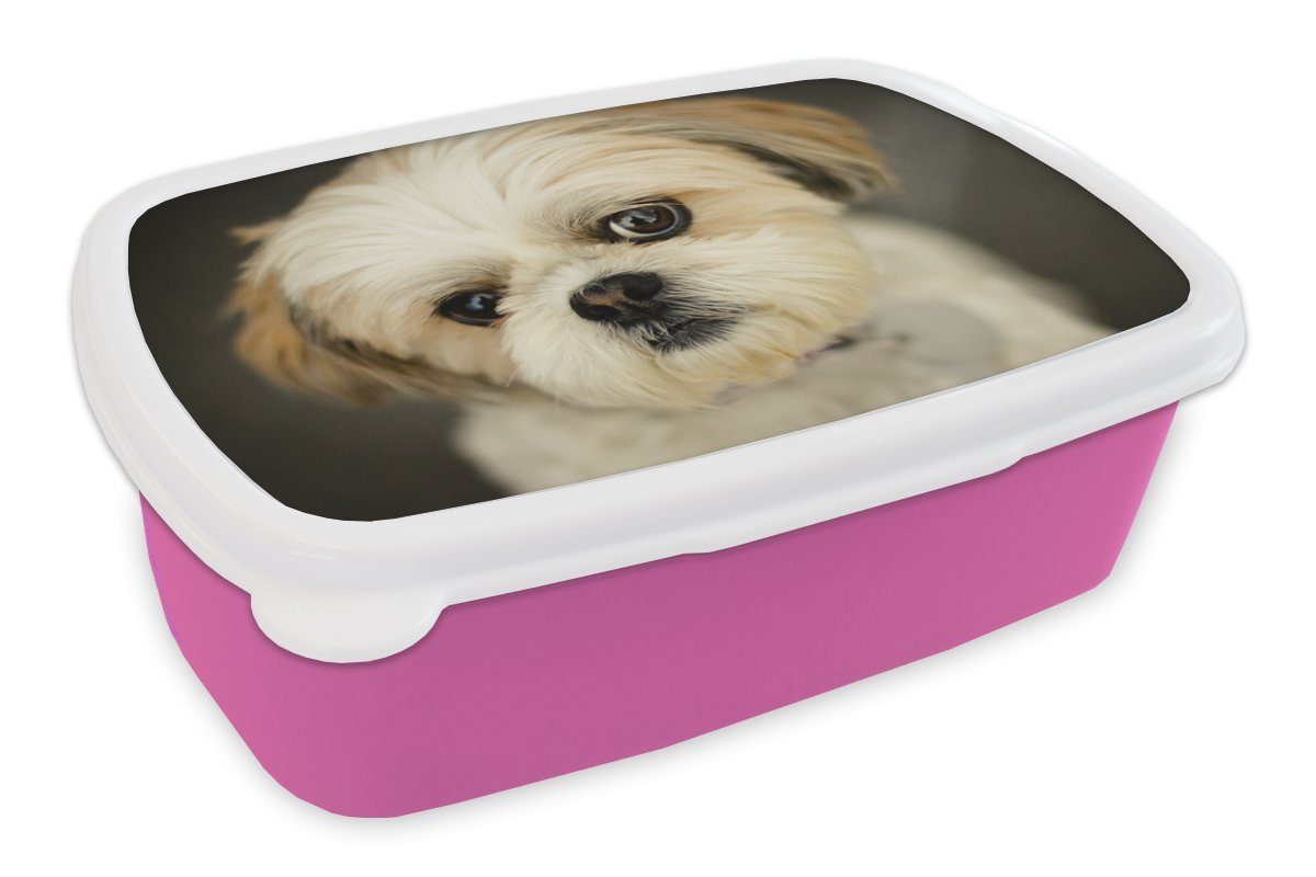 MuchoWow Lunchbox Shih Tzu Hund schaut schräg in die Kamera, Kunststoff, (2-tlg), Brotbox für Erwachsene, Brotdose Kinder, Snackbox, Mädchen, Kunststoff rosa