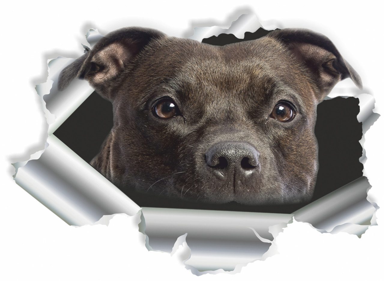 Aufkleber Hermann Schütz Aufkleber Einschussloch Pitbull