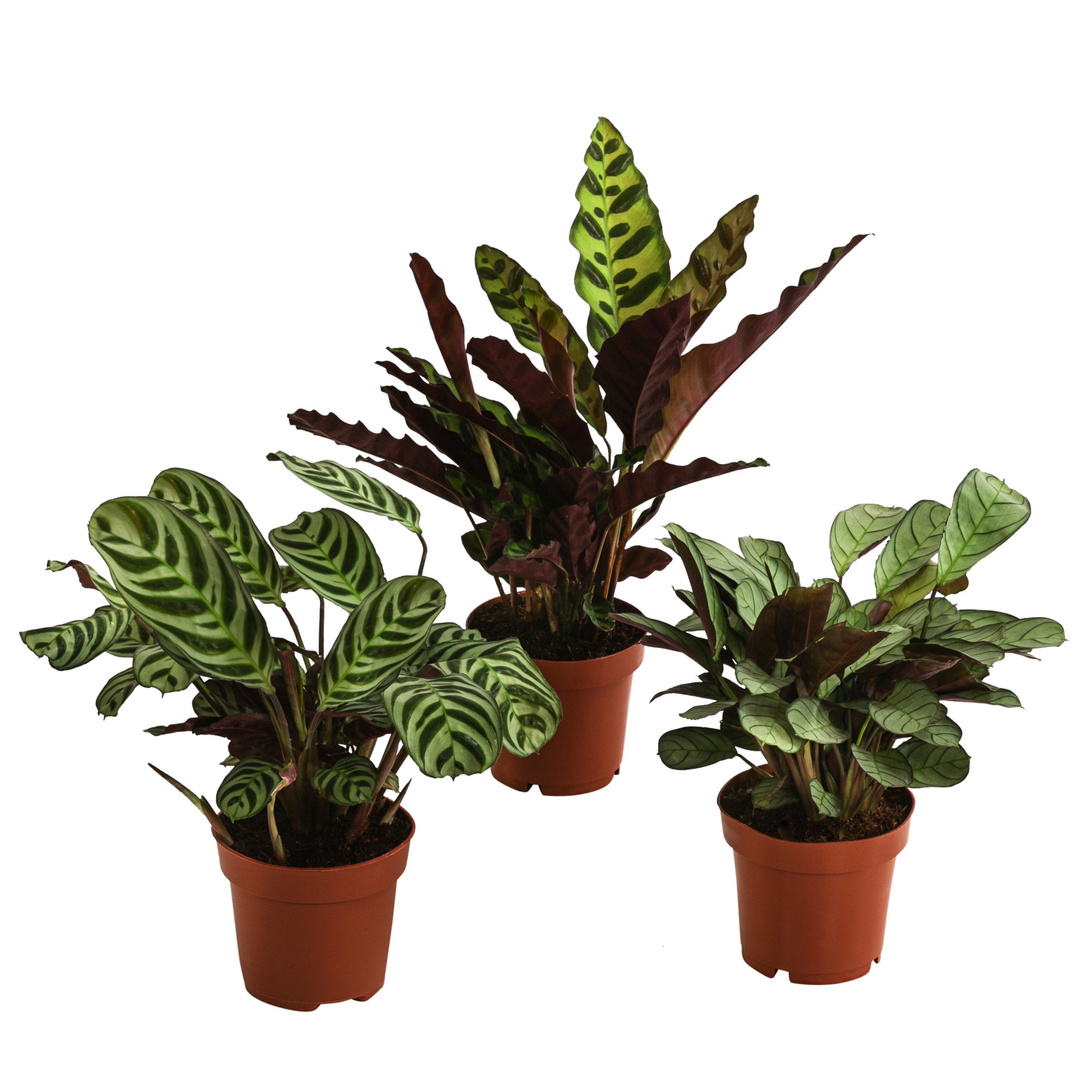 Dehner Zimmerpflanze Pflanzen-Set Call of Beauty, 3x verschiedene (Korb)Maranten, pflegeleichte tropische Pflanzen, mit besonderer Blattzeichnung