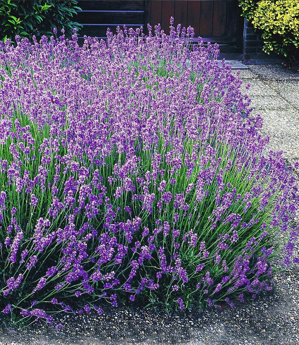 BALDUR Garten Hecken Lavendel-Hecke 'Blau', 9 St., Duftlavendelhecken, winterhart, duftend, pflegeleicht