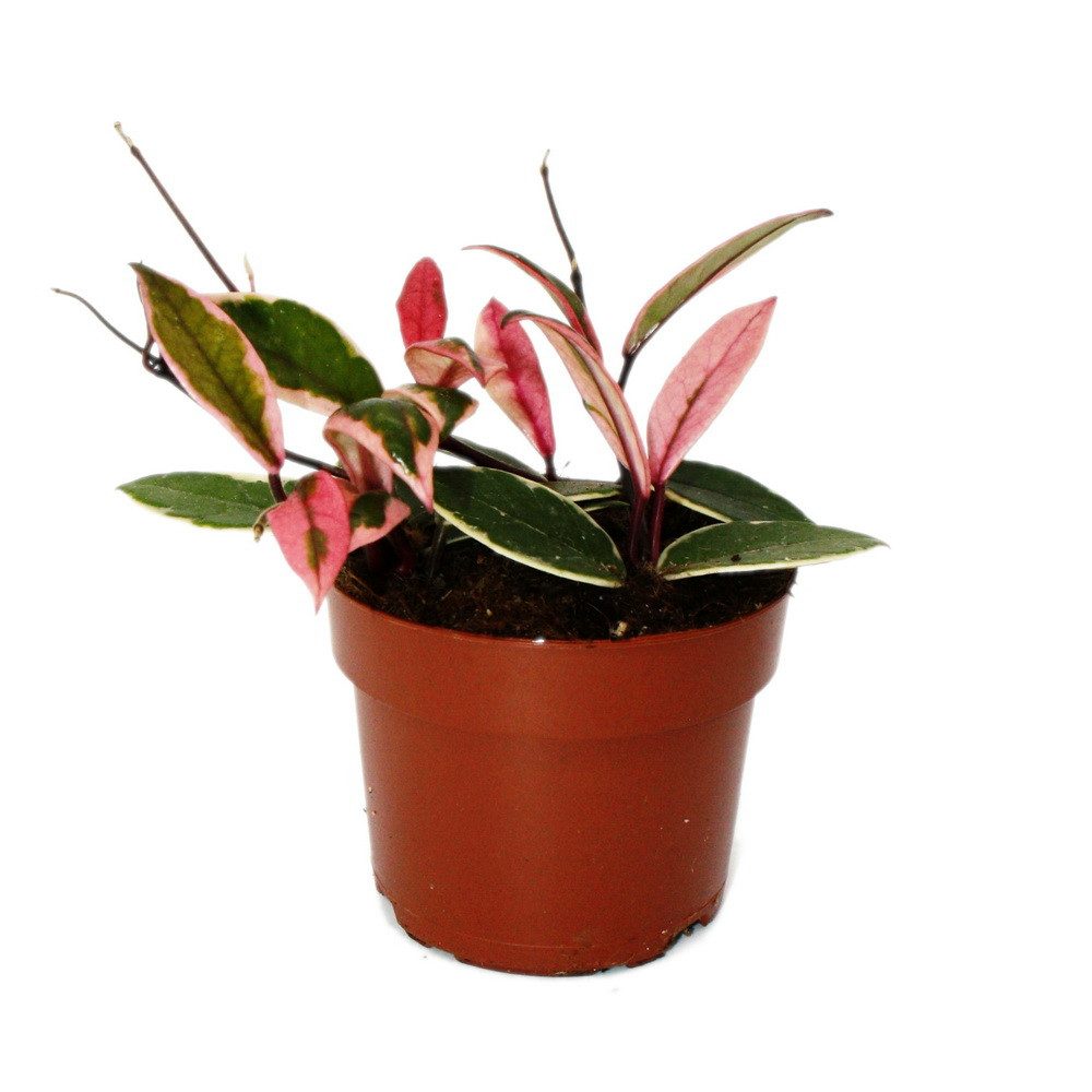 Exotenherz Zimmerpflanze Hoya carnosa Flamingo Dream Zimmerpflanze mit rosa günstig online kaufen