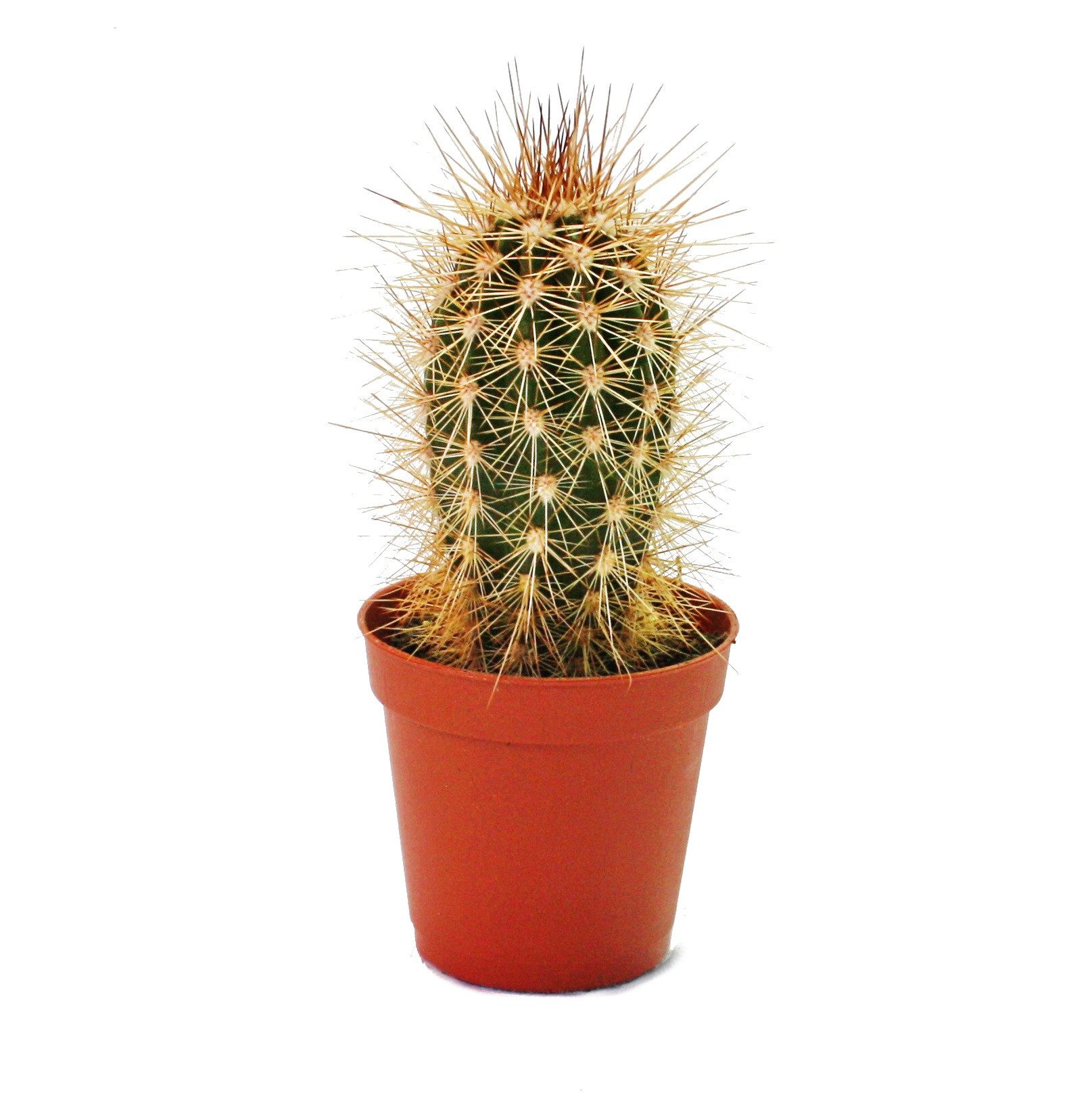 Kaktus Pachycereus pringley - kleine Pflanze im 5,5cm Topf