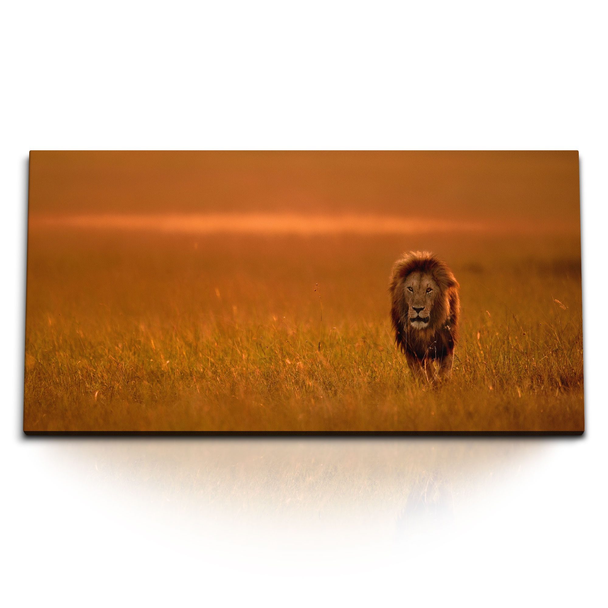 Leinwandbild Kunstdruck Bilder 120x60cm Löwe Savanne afrikanische Landschaft Tierfo