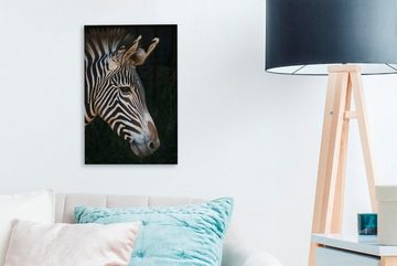 OneMillionCanvasses® Leinwandbild Nahaufnahme eines Zebras auf schwarzem Hintergrund, (1 St), Leinwandbild fertig bespannt inkl. Zackenaufhänger, Gemälde, 20x30 cm