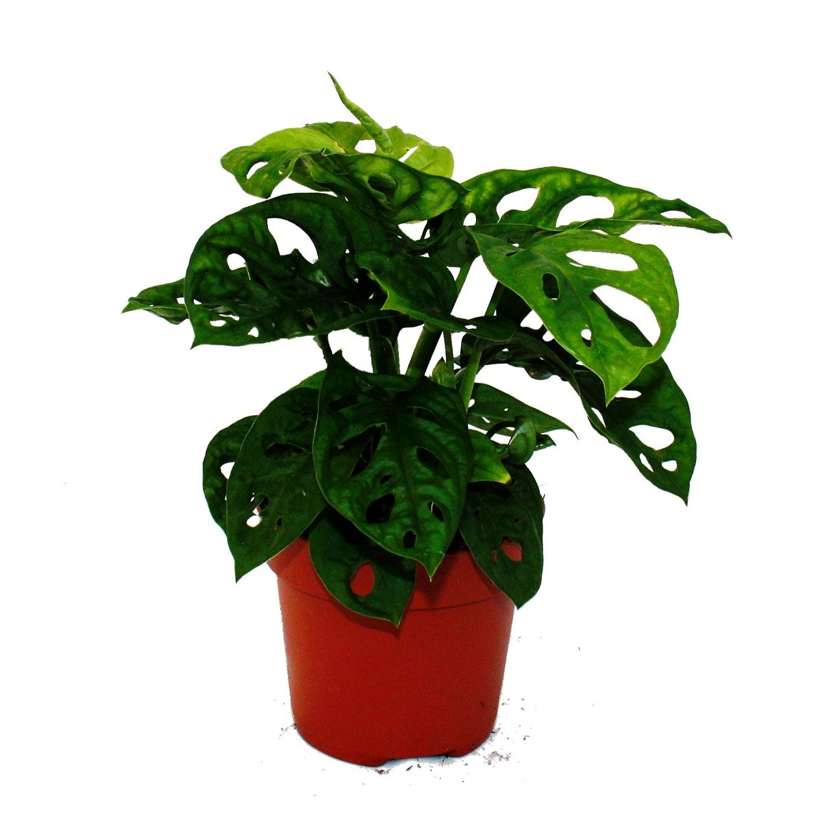 Exotenherz Zimmerpflanze Fensterblatt - Monstera "Monkey Mask" - 12cm Topf