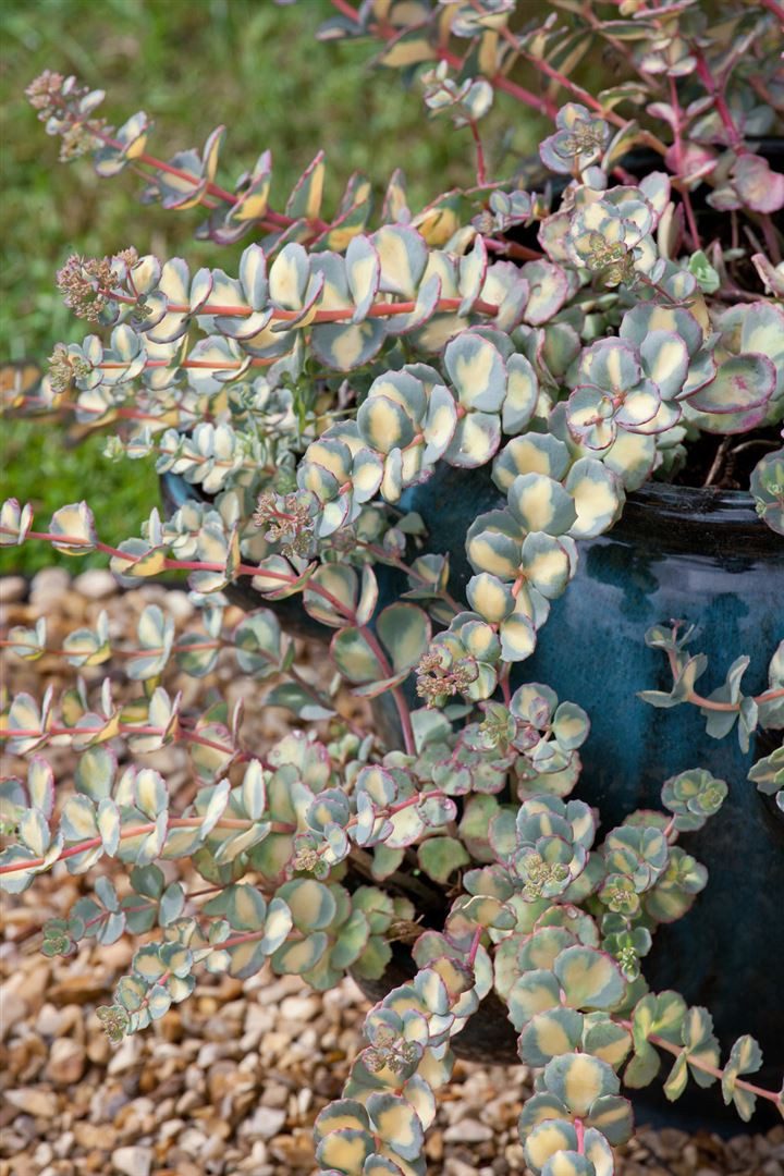 Pflanzen für Dich Staude Sedum sieboldii Mediovariegatum, 1 St., Siebold-Fetthenne, Oktoberli, Mauerpfeffer