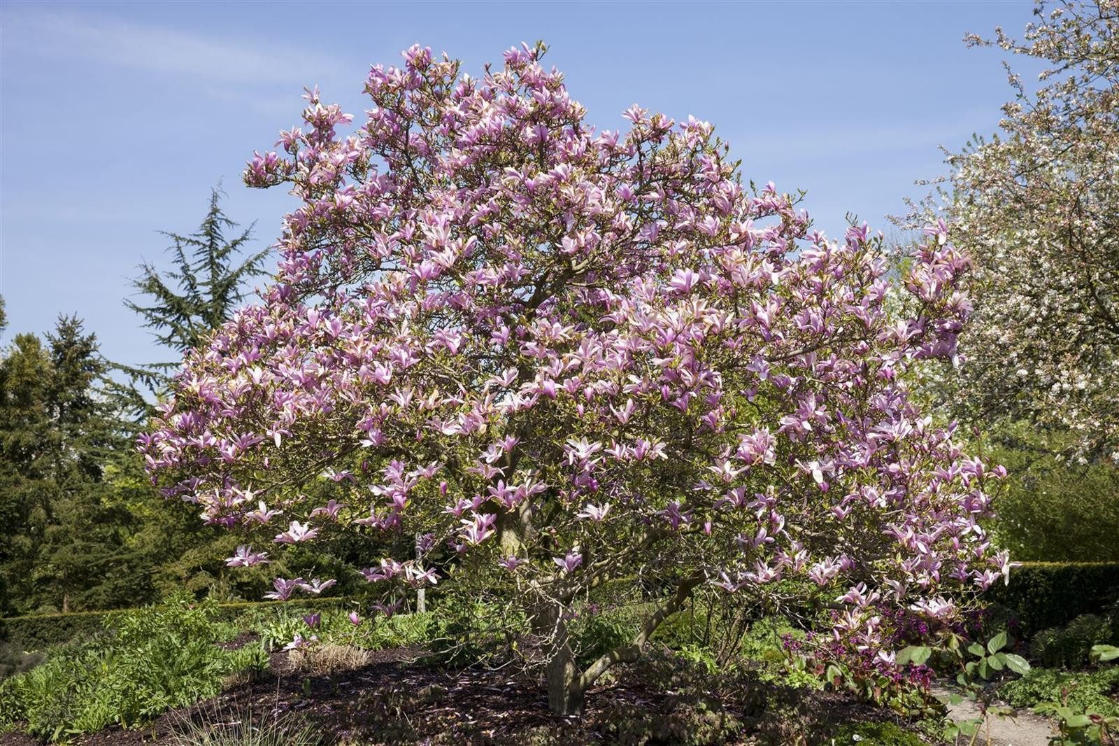 Pflanzen für Dich Gehölze Magnolia Galaxy, 1 St., Magnolie