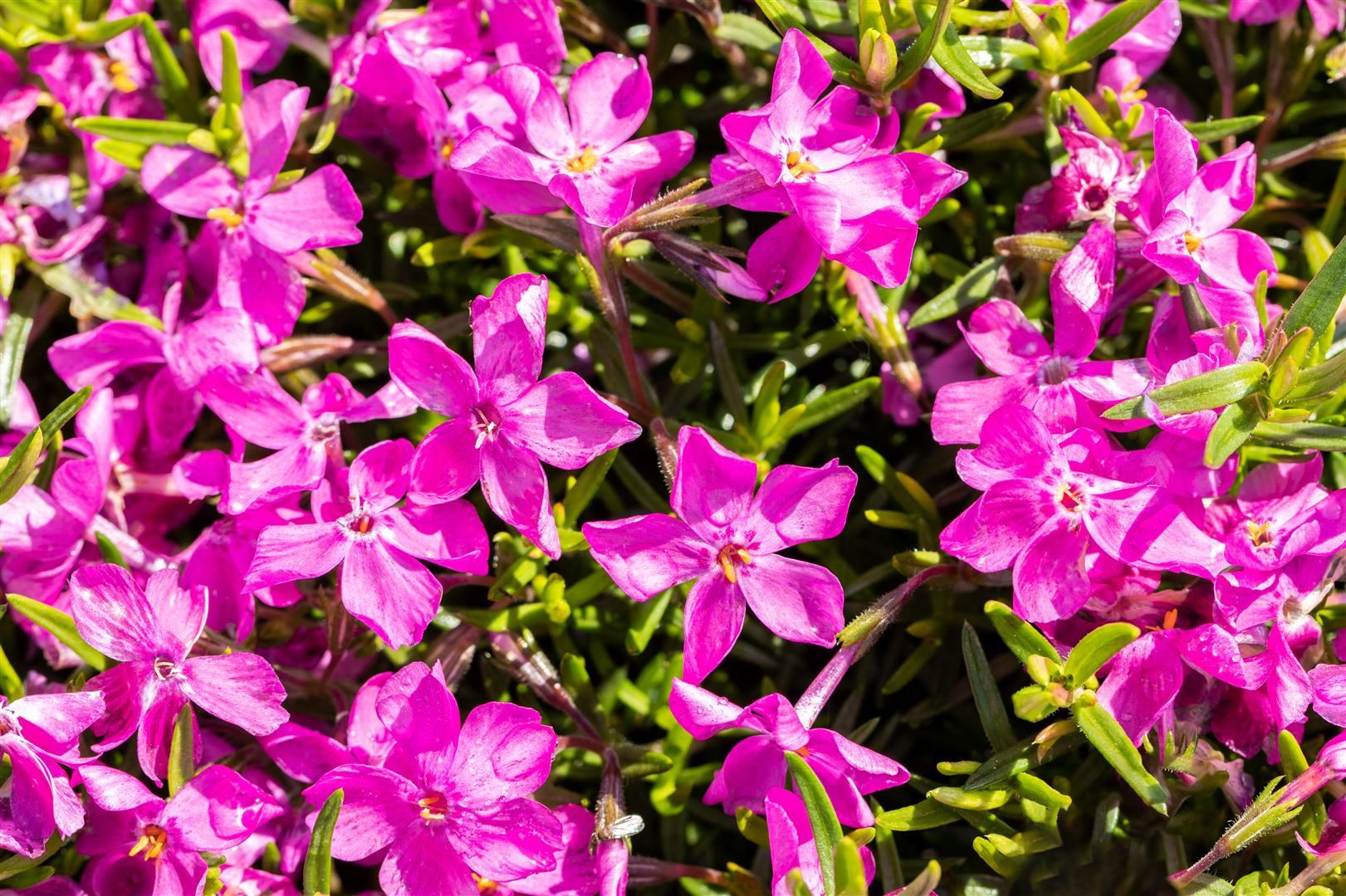 Pflanzen für Dich Bodendecker Phlox sub. MacDaniel's Cushion, 1 St., Polste günstig online kaufen